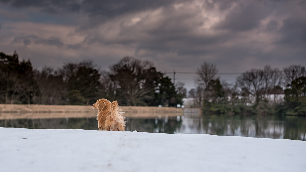 Nikon D750 + Sigma 50mm F1.4 EX DG HSM sample photo