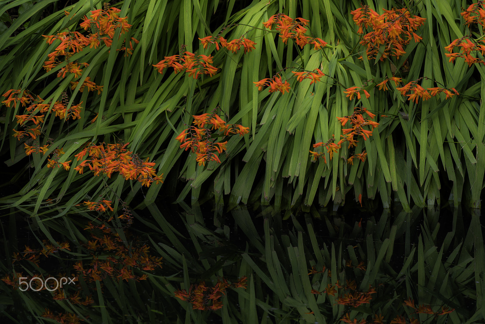 Nikon D500 sample photo. Reflection of the red flower photography