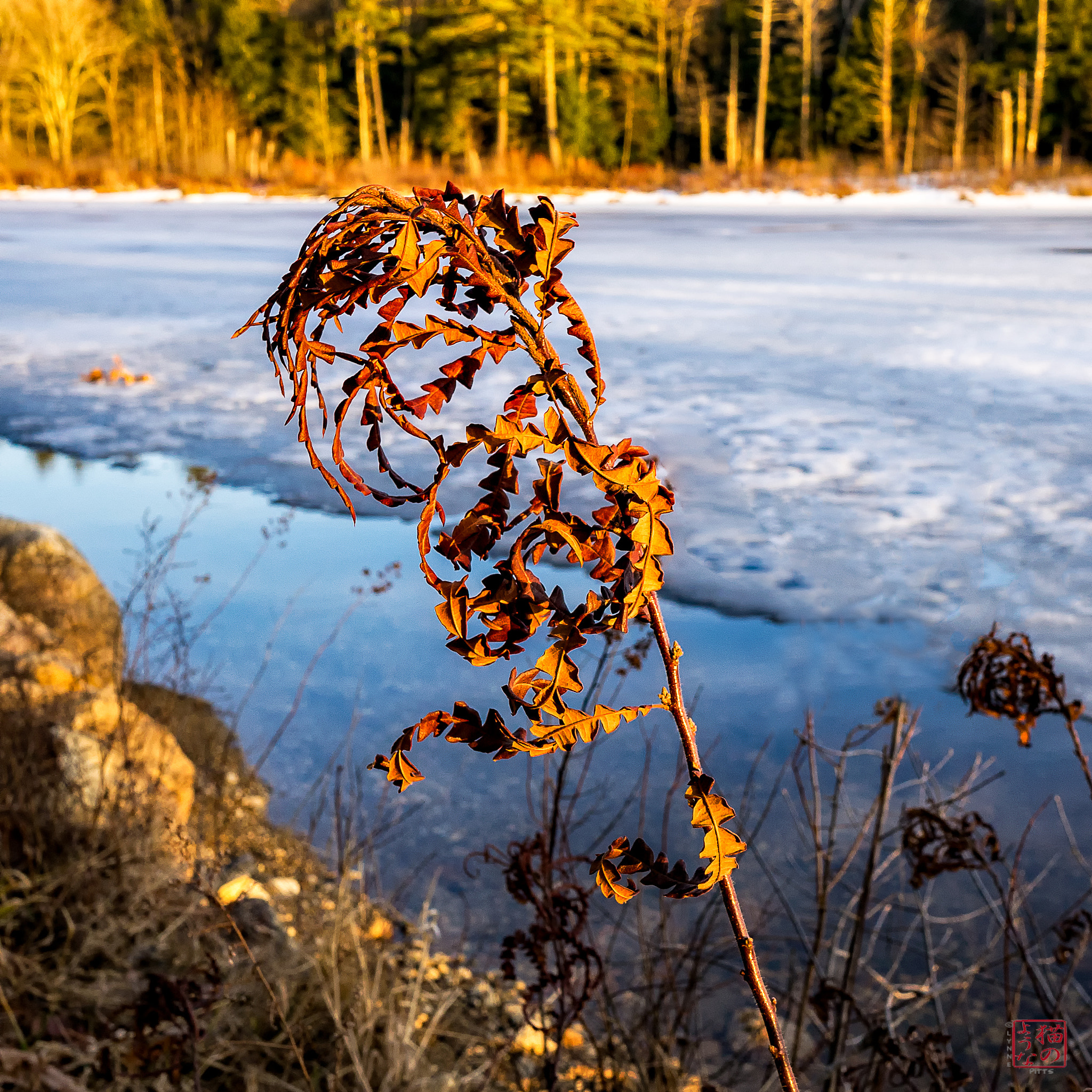 Sony a7 + Sony Sonnar T* E 24mm F1.8 ZA sample photo. Live in the sunshine photography