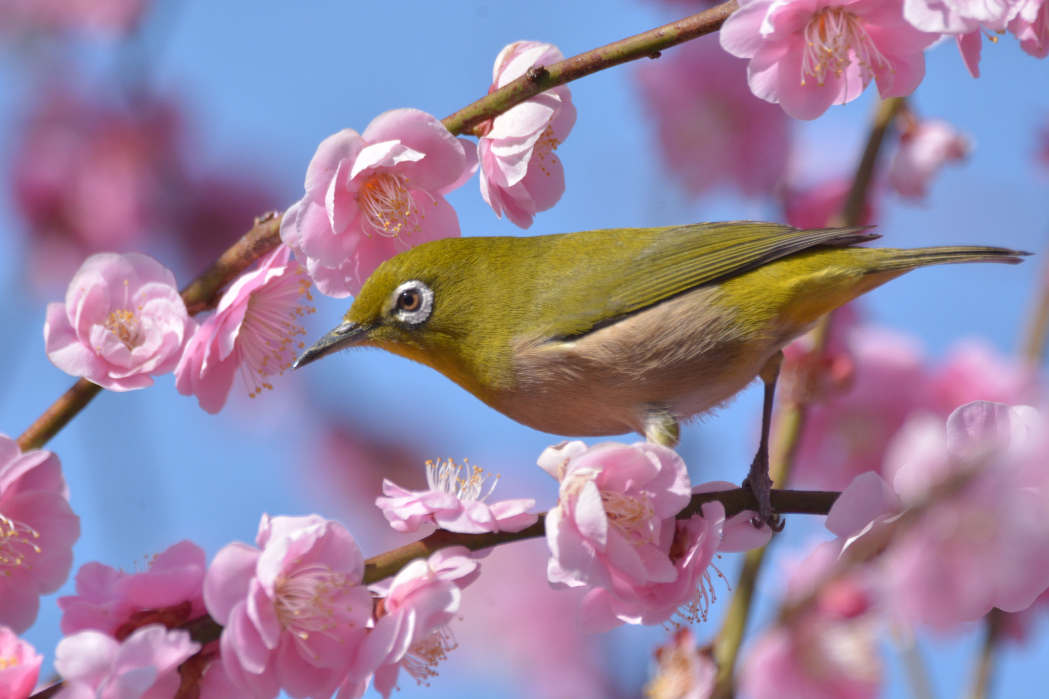 Sigma 150-600mm F5-6.3 DG OS HSM | C sample photo. White-eye photography
