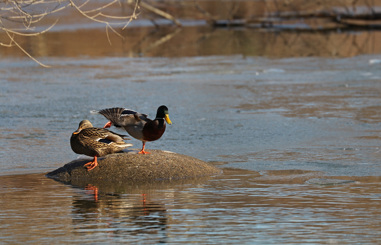 Canon EF 70-300mm F4-5.6L IS USM sample photo. Qi-gong photography