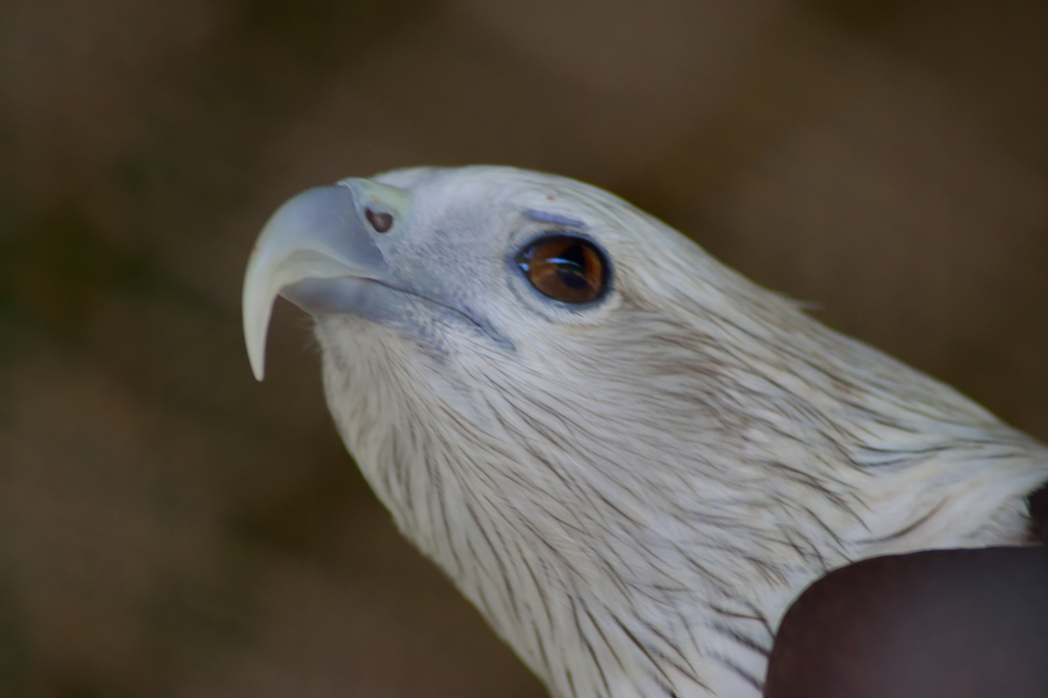 Nikon AF Nikkor 70-300mm F4-5.6G sample photo. Brahminy kite photography