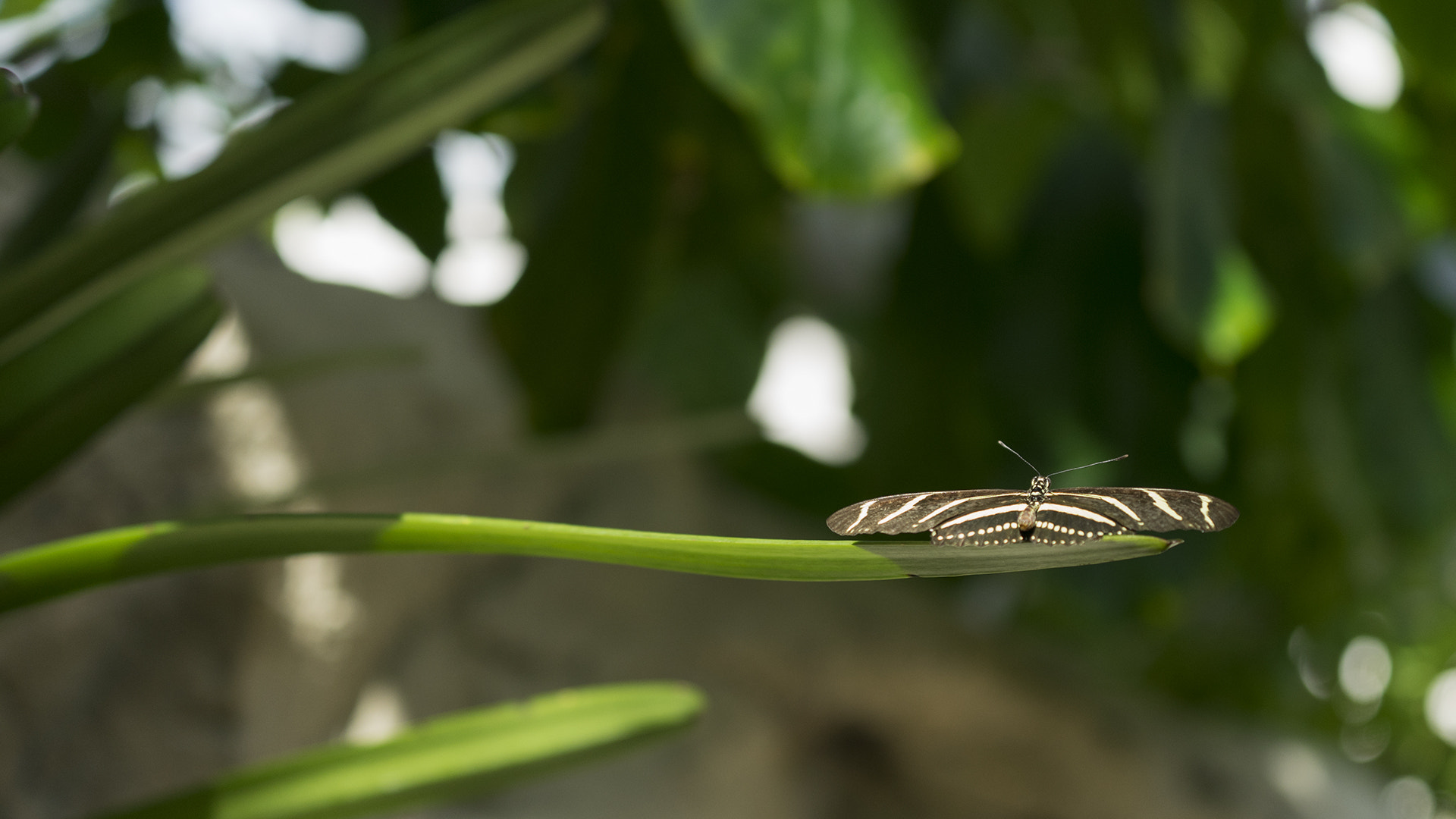 Sony a7 + Sony FE 70-200mm F4 G OSS sample photo