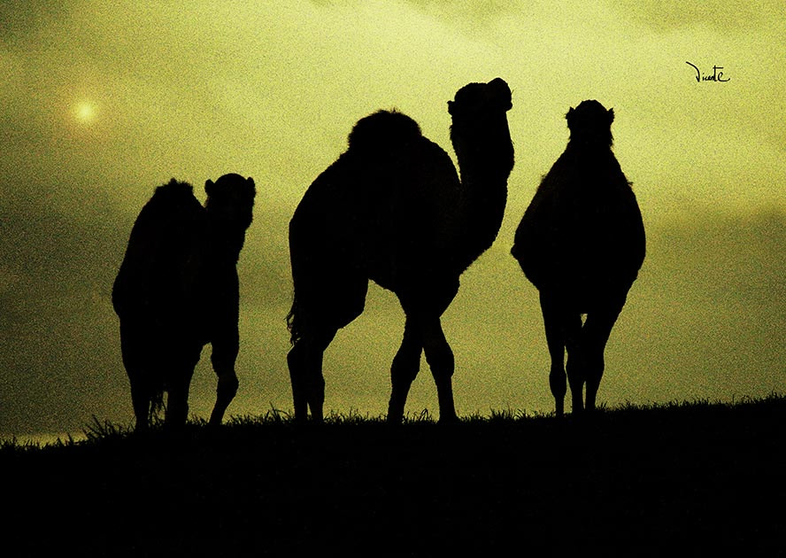 Canon EF-S 55-250mm F4-5.6 IS sample photo. Camel photography