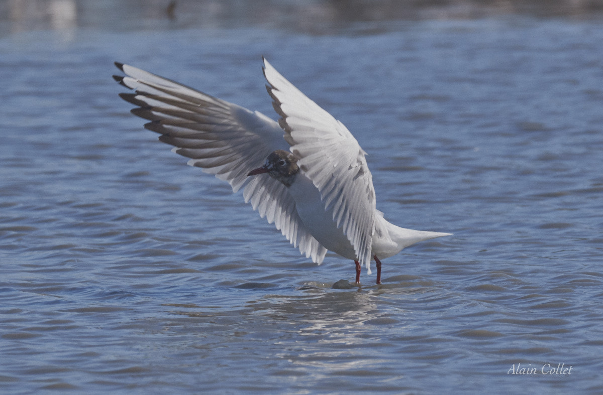 Nikon D5500 sample photo. Mouette photography