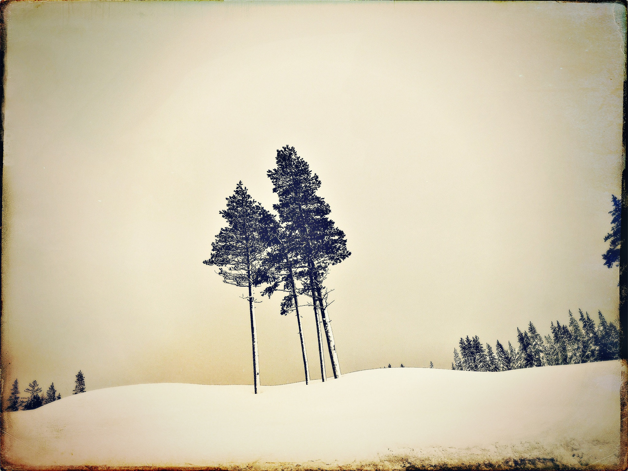 Hipstamatic 332 sample photo. Trees enjoying the deep snow on the sierra crest. photography