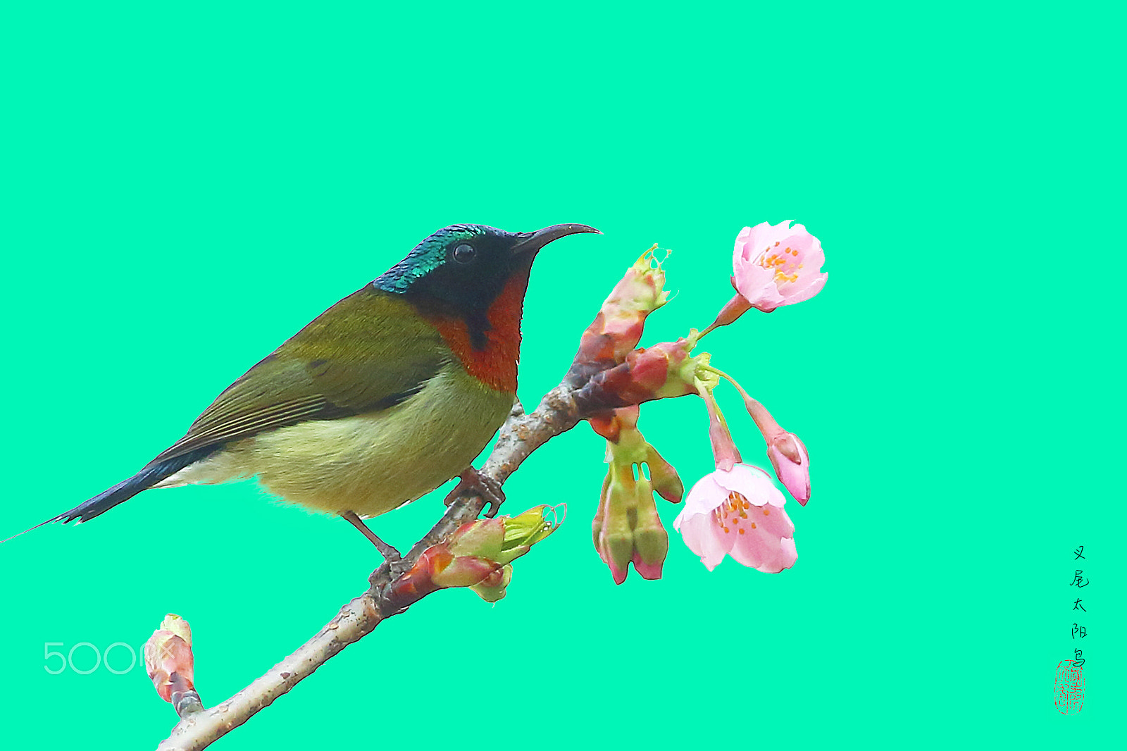 Canon EF 400mm F2.8L IS II USM sample photo. 叉尾太阳鸟 photography