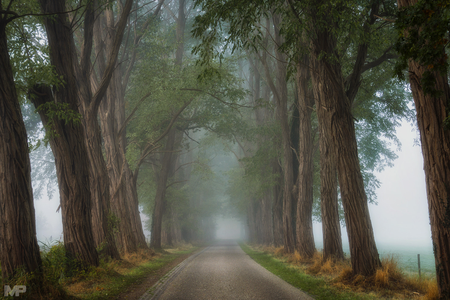 Sony E 18-200mm F3.5-6.3 OSS sample photo. Acacia's in the mist photography