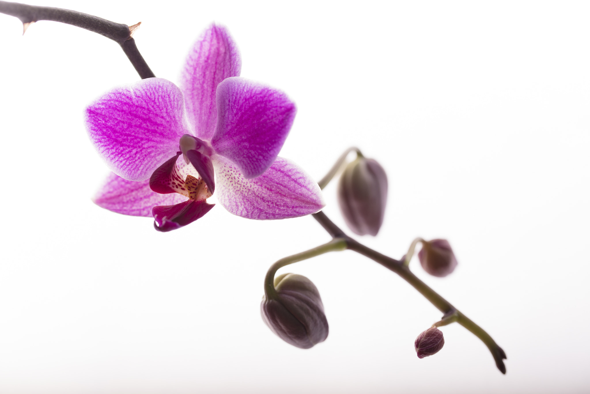 Canon EF 100mm F2.8L Macro IS USM sample photo. Blooming orchids photography