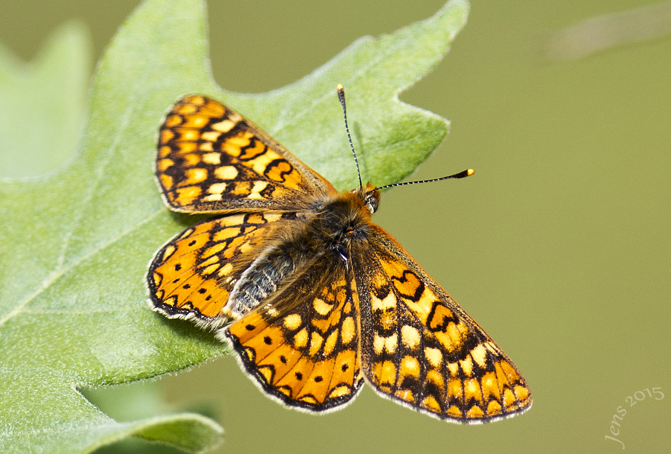 Canon EF 400mm F2.8L IS II USM sample photo. Euphydryas aurinia photography