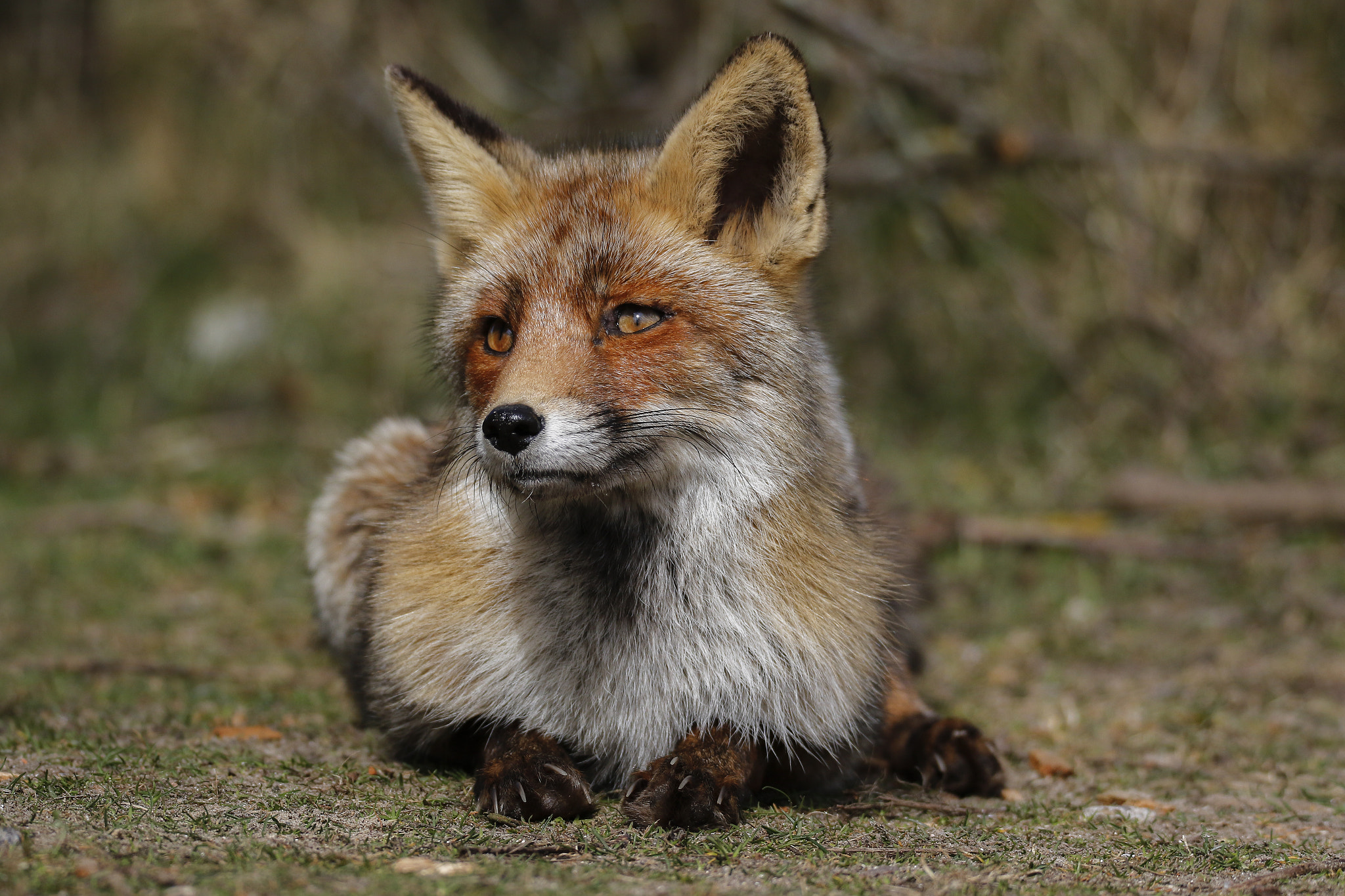 Sigma 150-600mm F5-6.3 DG OS HSM | C sample photo. Red fox photography