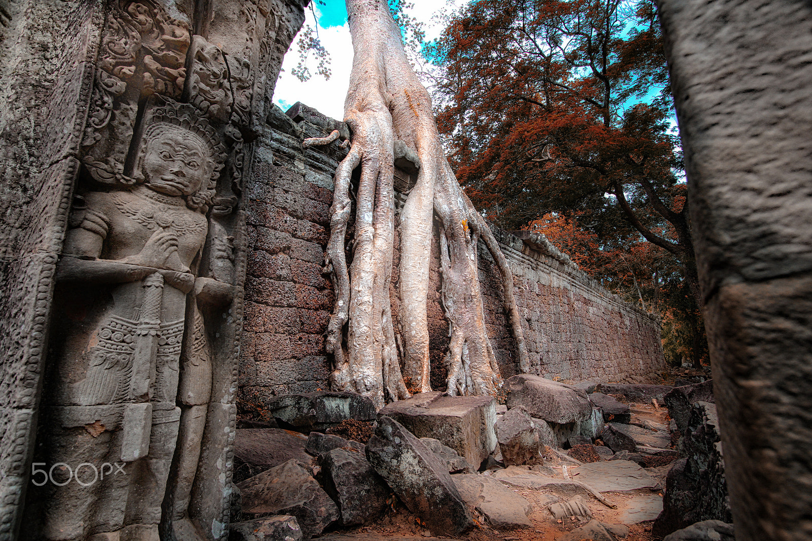 Canon EF-S 10-22mm F3.5-4.5 USM sample photo. Time 'rooted' with nature !! photography