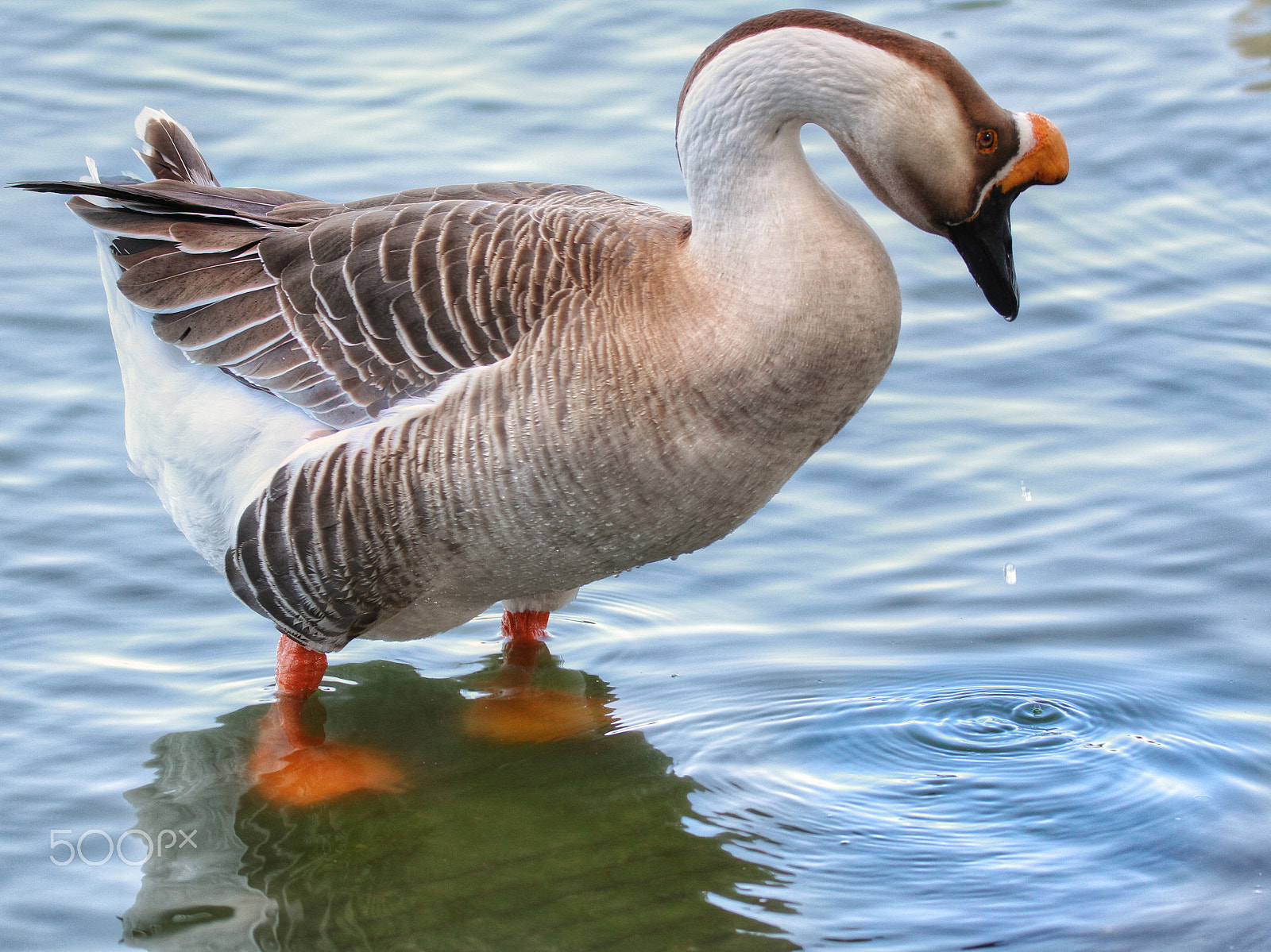 Sigma 150mm f/2.8 EX DG OS HSM APO Macro sample photo. Water drops dripping off the beak.. photography