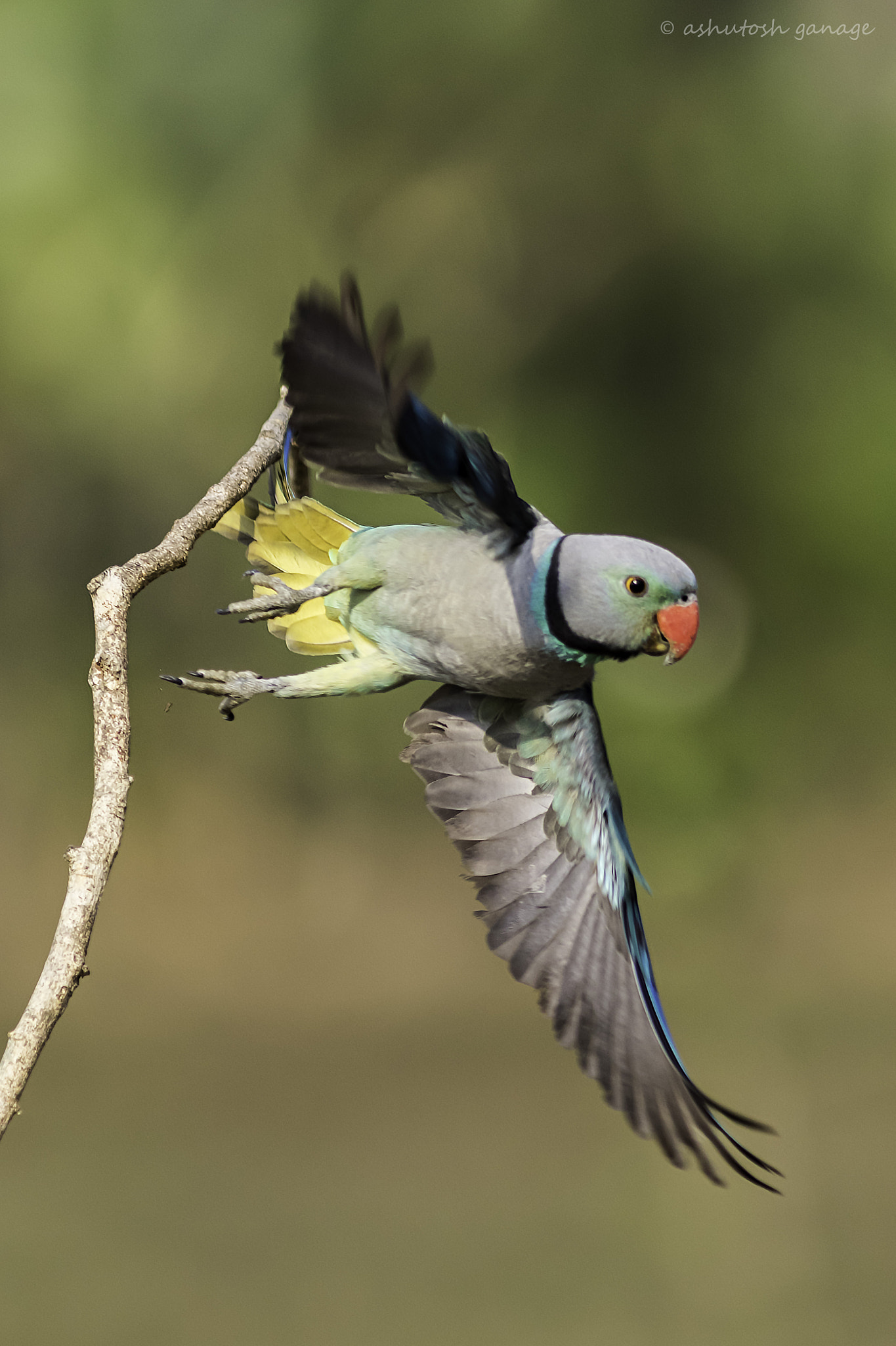 Canon EOS 7D Mark II + Canon EF 300mm F4L IS USM sample photo. Malabar parakeet photography