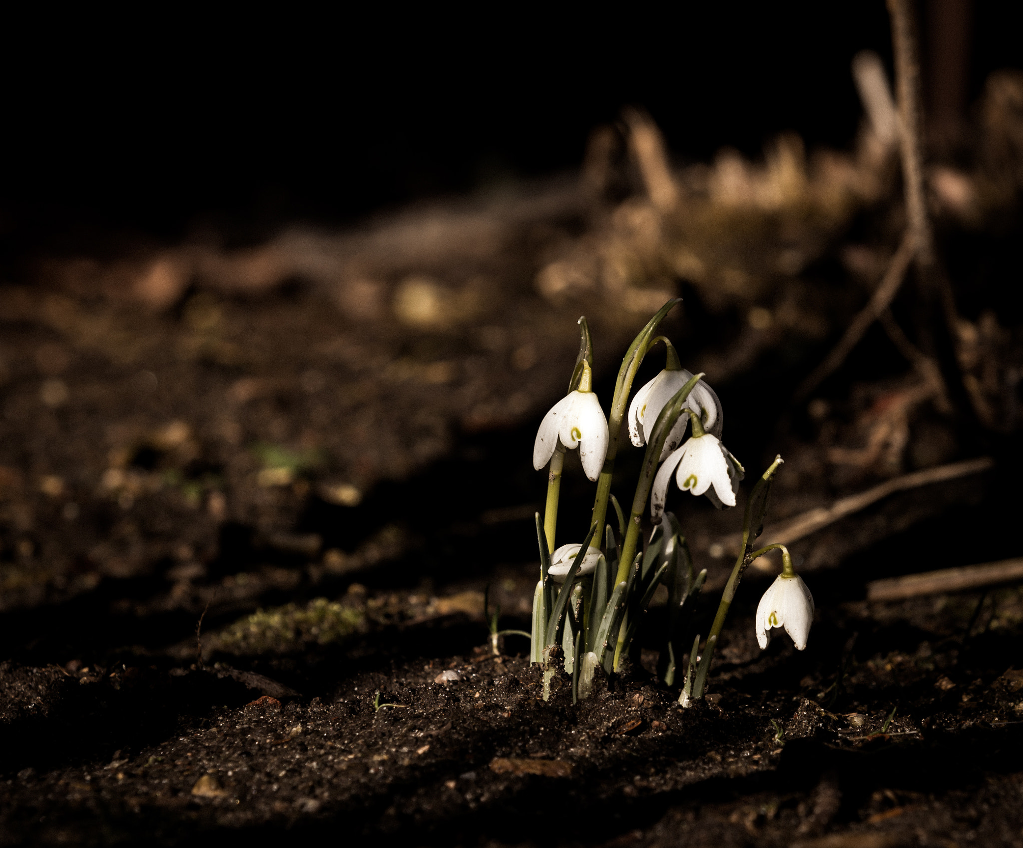 Canon EF 70-200mm F2.8L IS II USM sample photo. Wait for spring..... photography