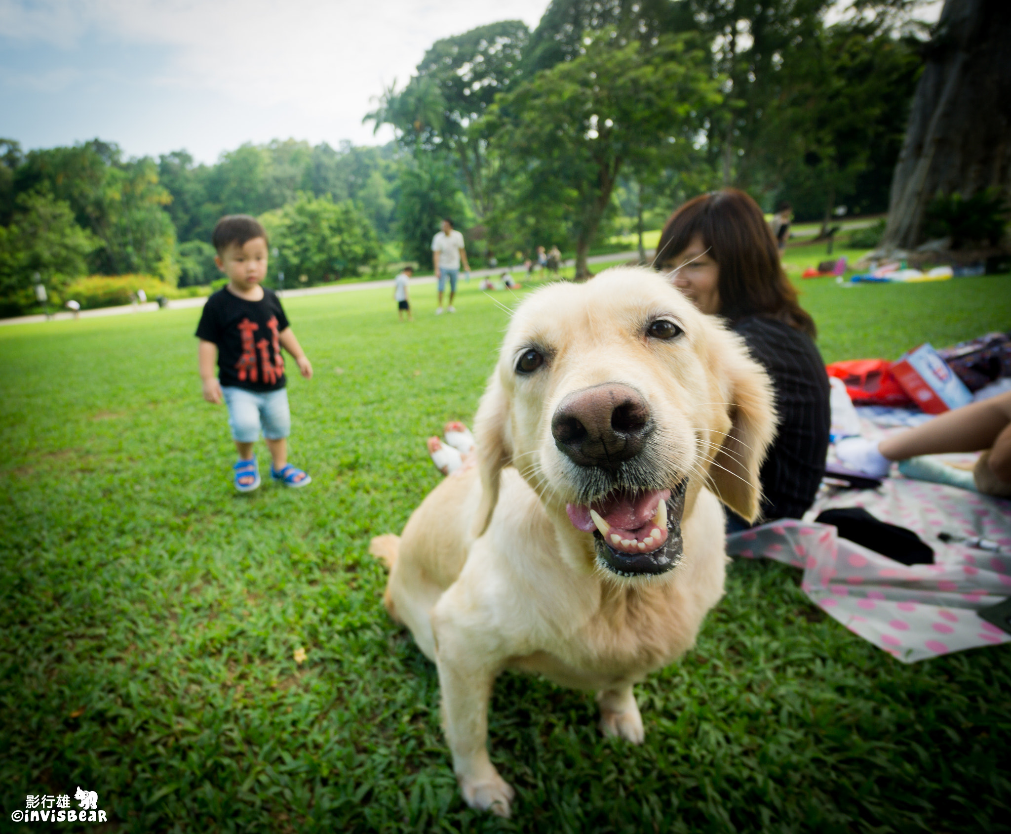 Sony a6000 + Sony E 10-18mm F4 OSS sample photo. Curious dog photography