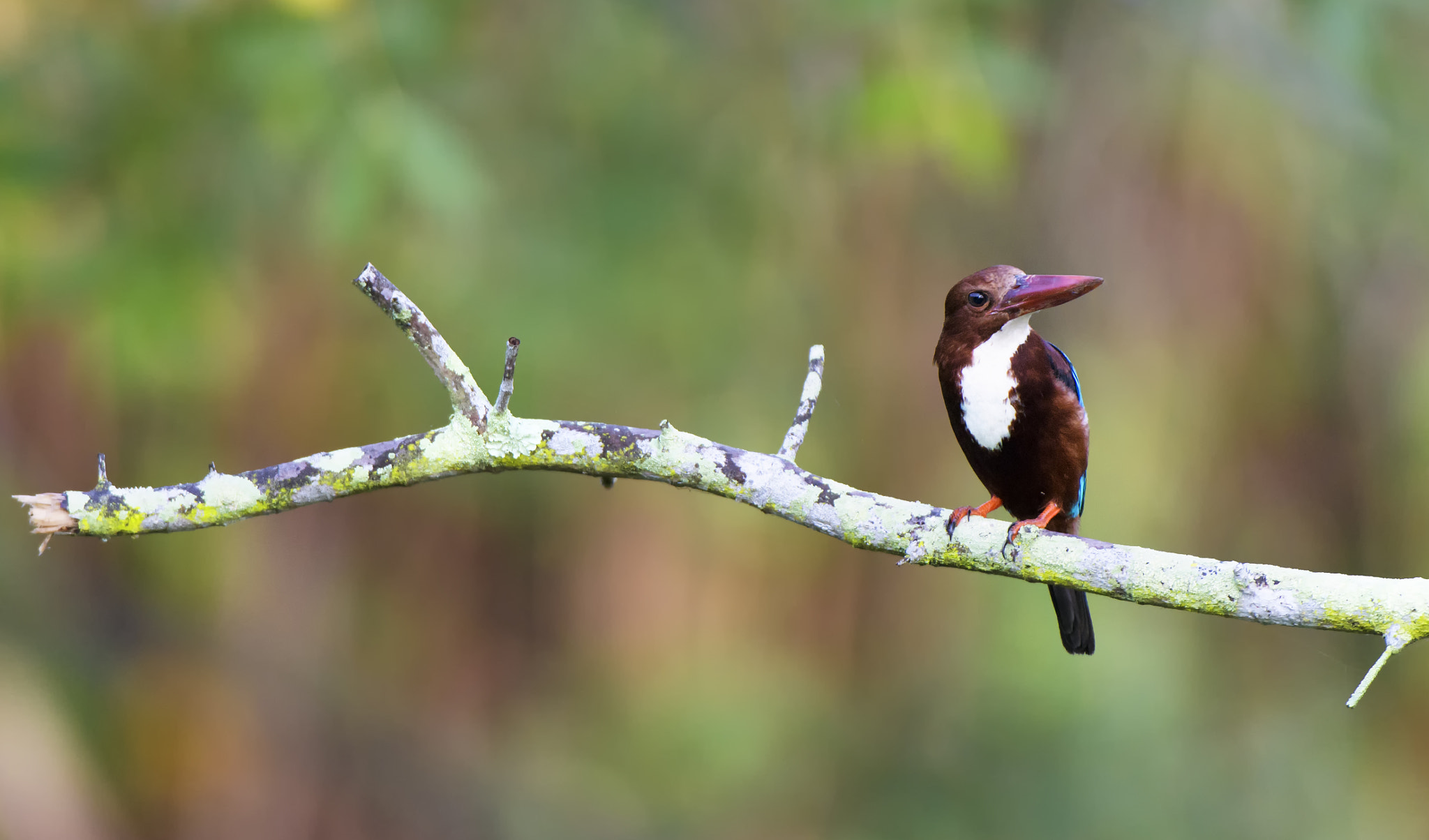 Nikon D500 sample photo. White throated king fisher photography