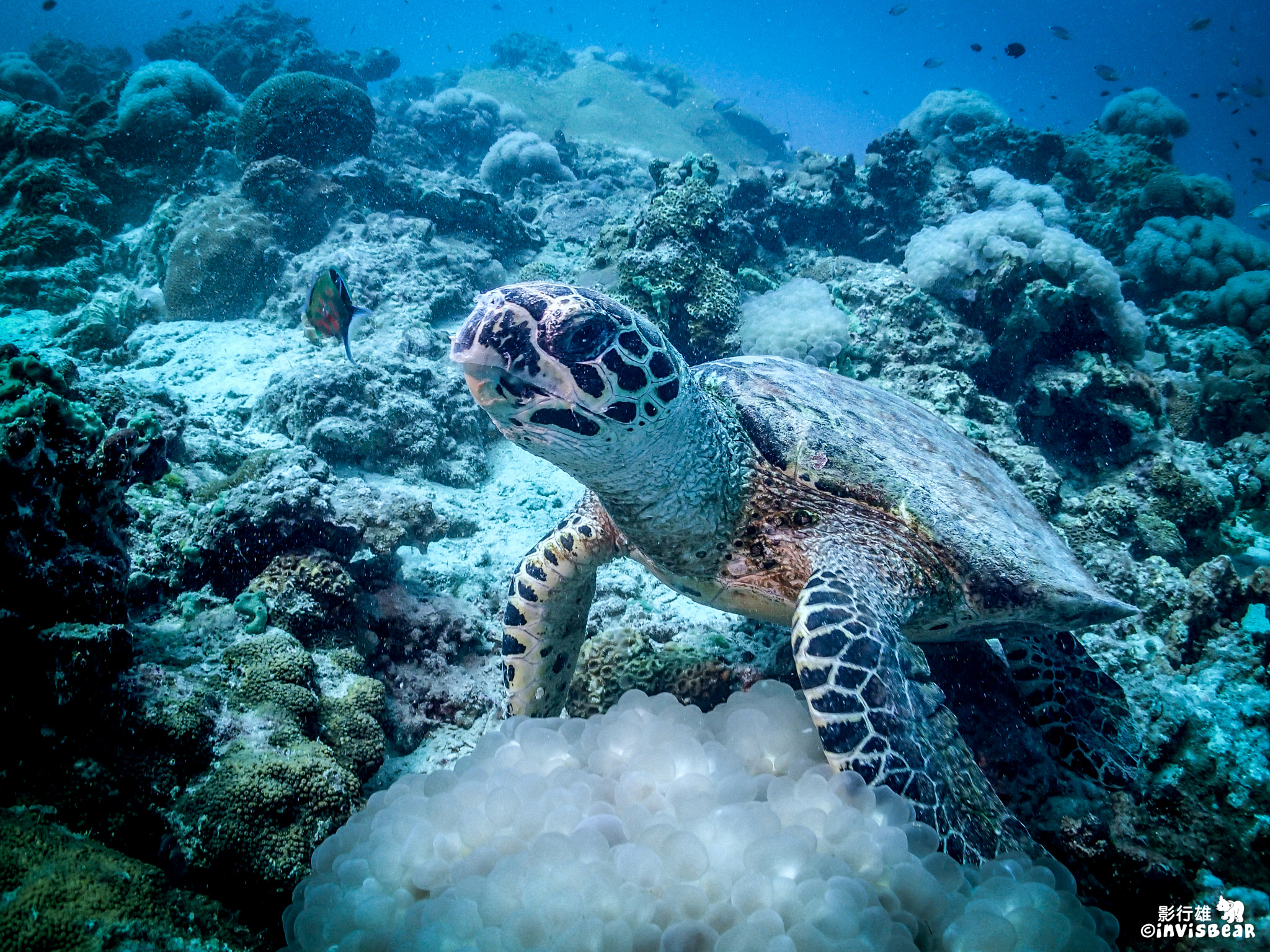 Olympus TG-2 sample photo. Curious turtle photography