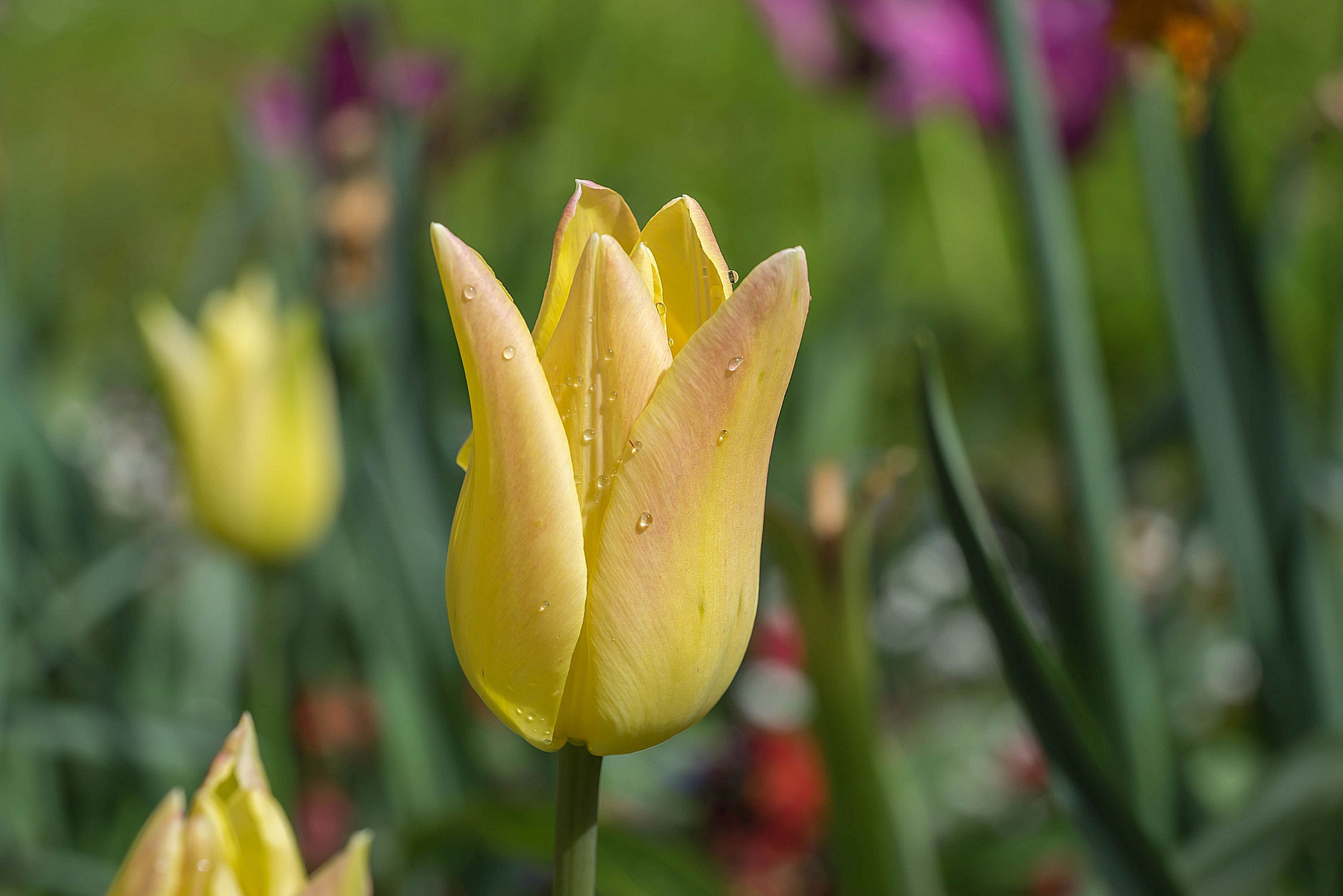 Sony a7R + Sony FE 90mm F2.8 Macro G OSS sample photo. Yellow tulip photography