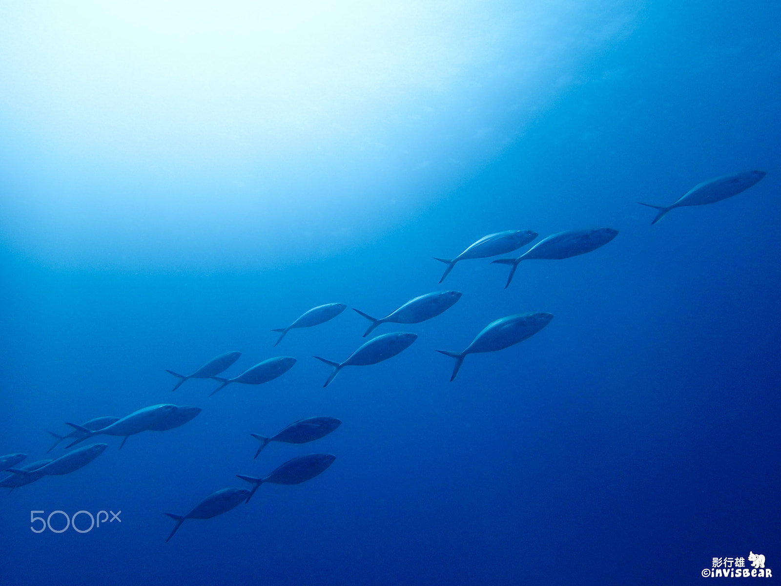 Olympus TG-2 sample photo. School of fishes photography