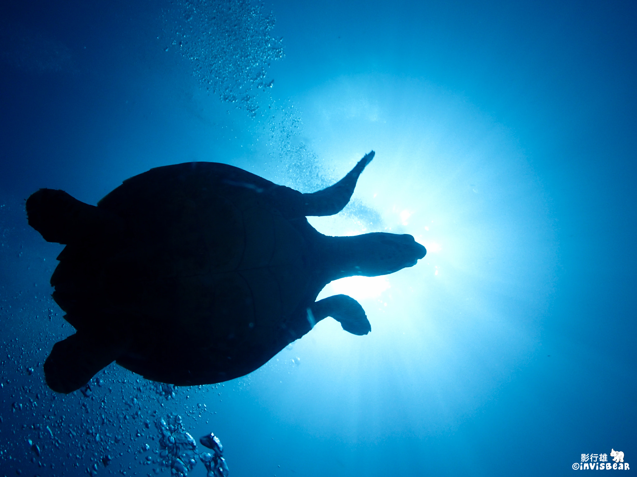 Olympus TG-2 sample photo. Turtle under the sun photography