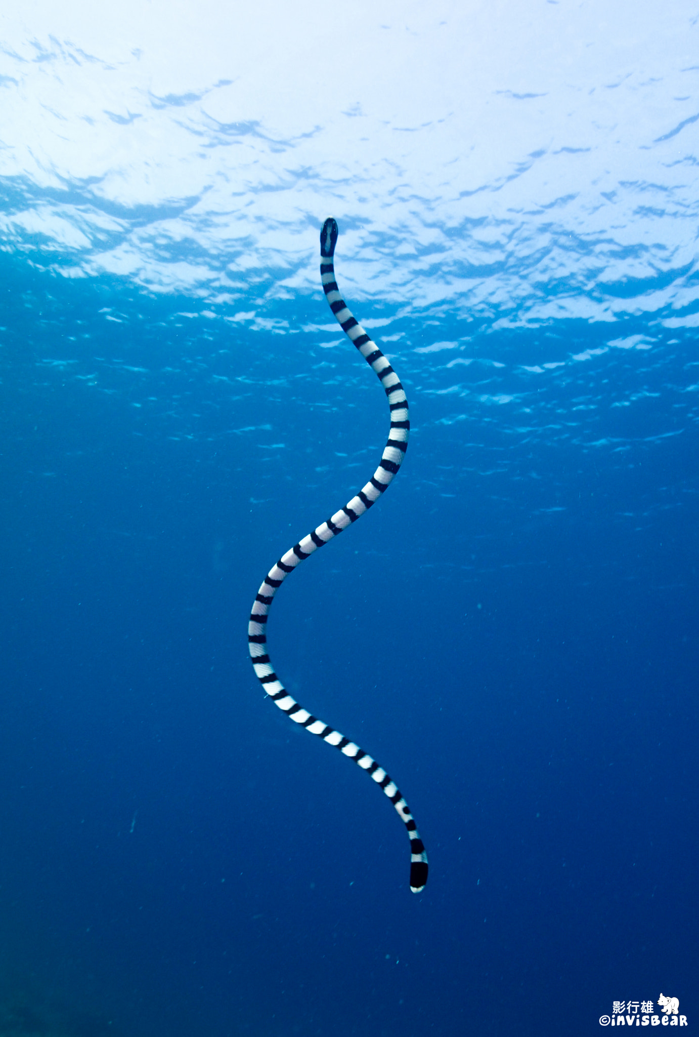 Olympus TG-2 sample photo. Sea snake photography
