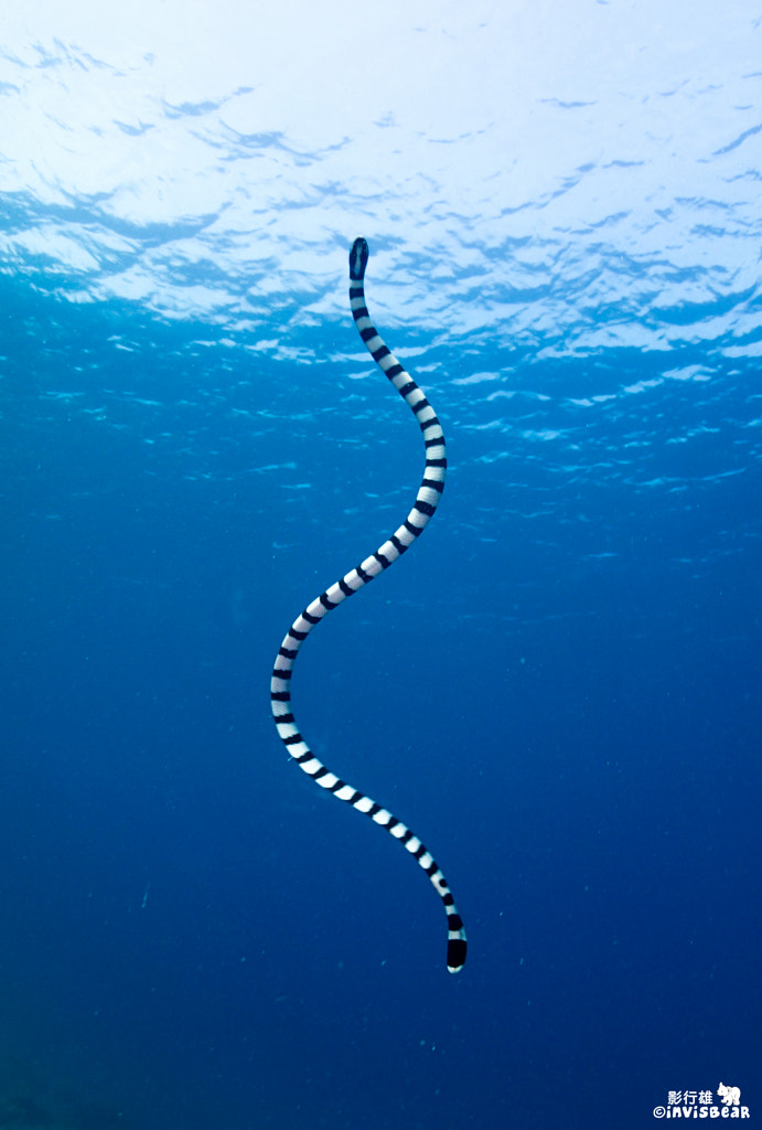 Sea Snake by invisbear on 500px.com