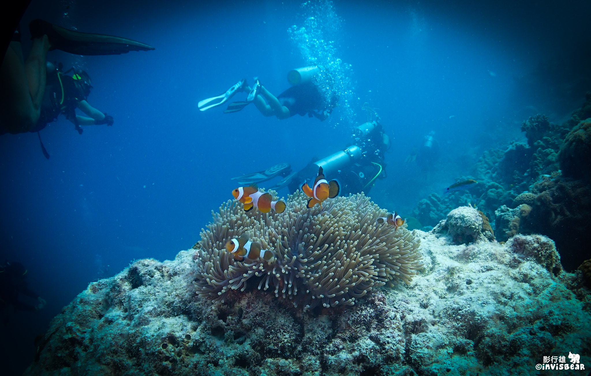 Olympus TG-2 sample photo. Nemo and divers photography