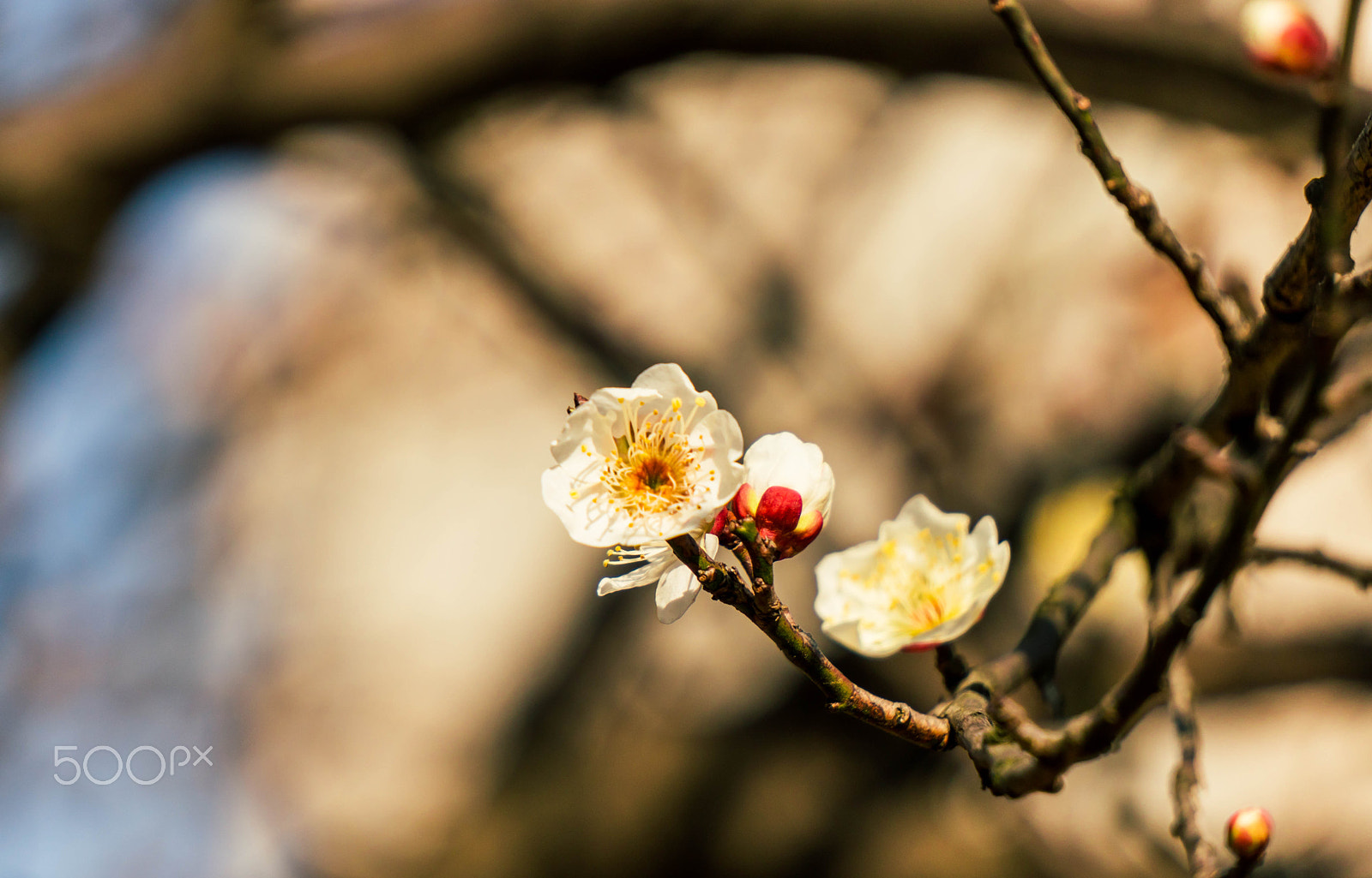 Sony a6300 sample photo. Cherry blossoms photography