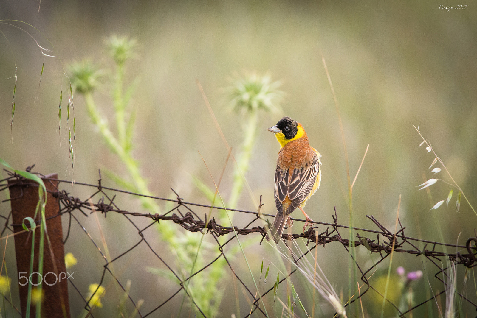 Nikon D600 + Nikon AF-S Nikkor 300mm F4D ED-IF sample photo. Colorful bird photography