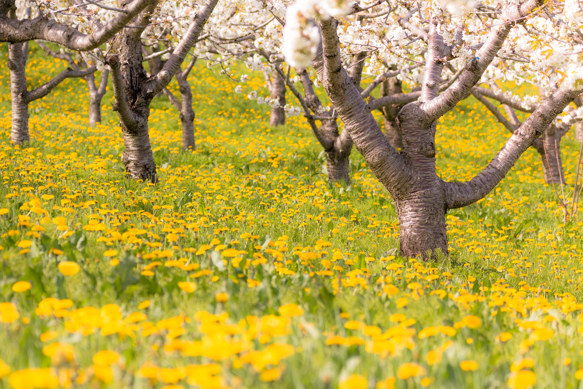 Canon EF 70-300mm F4-5.6L IS USM sample photo. ハルオドル photography