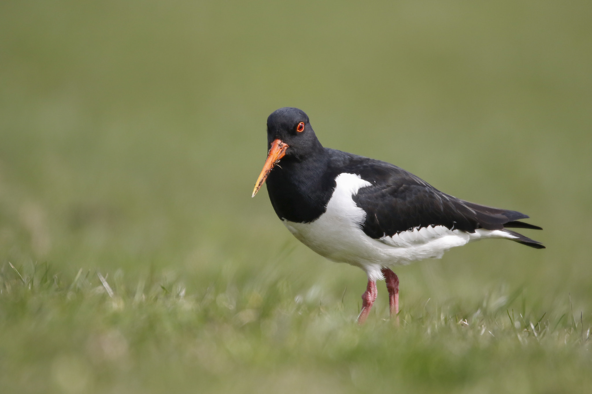 Sigma 150-600mm F5-6.3 DG OS HSM | C sample photo. Scholekster photography