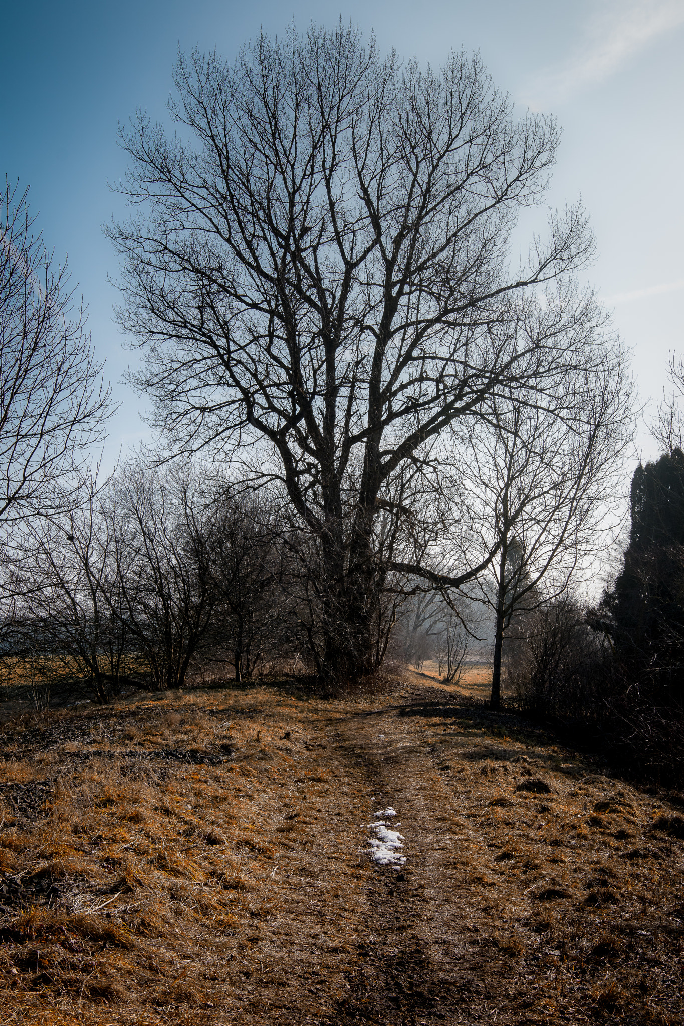 Nikon D500 + Sigma 18-35mm F1.8 DC HSM Art sample photo. Tree photography