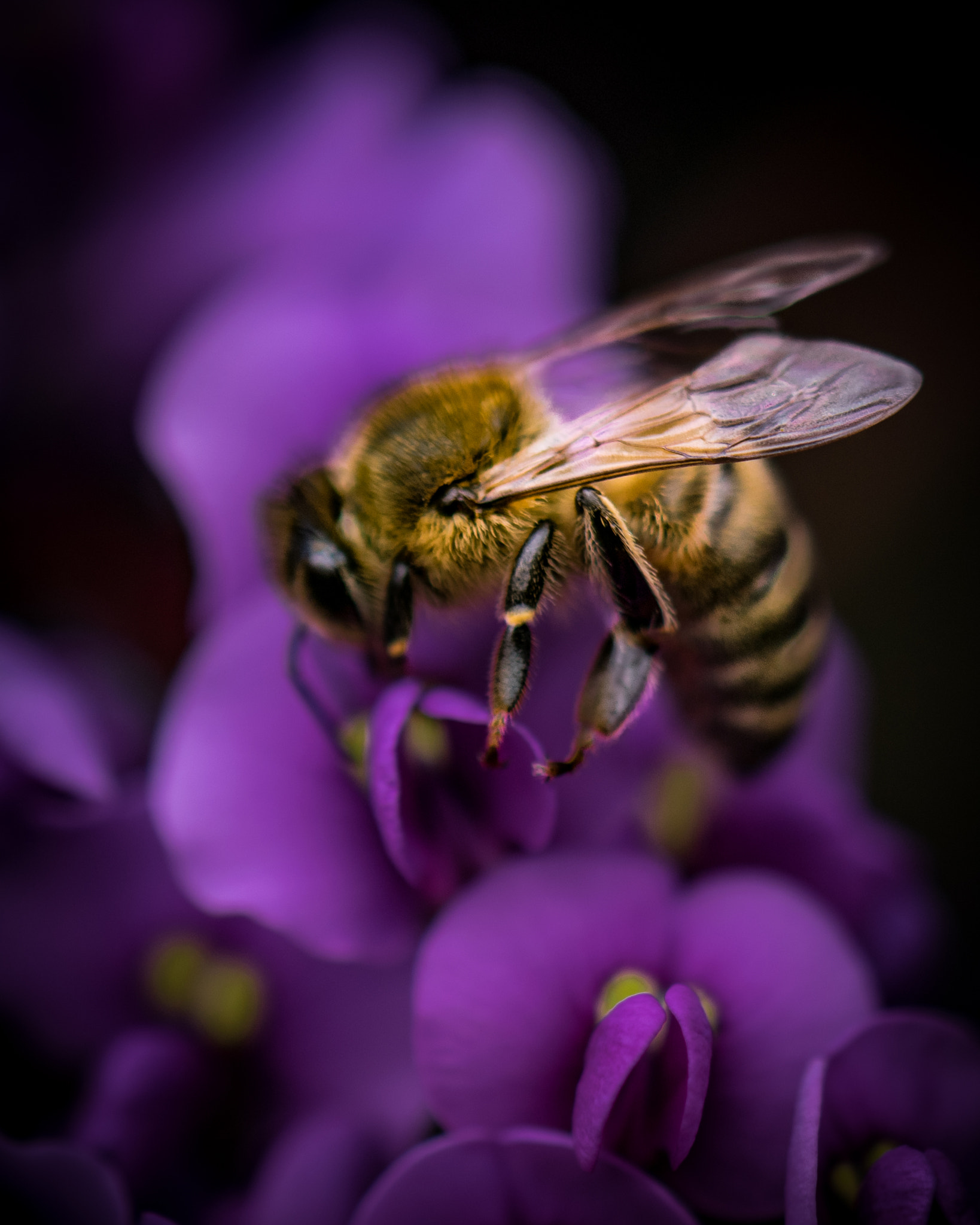 Nikon AF-S DX Micro-Nikkor 85mm F3.5G ED VR sample photo. The breakfast of a bumblebee photography