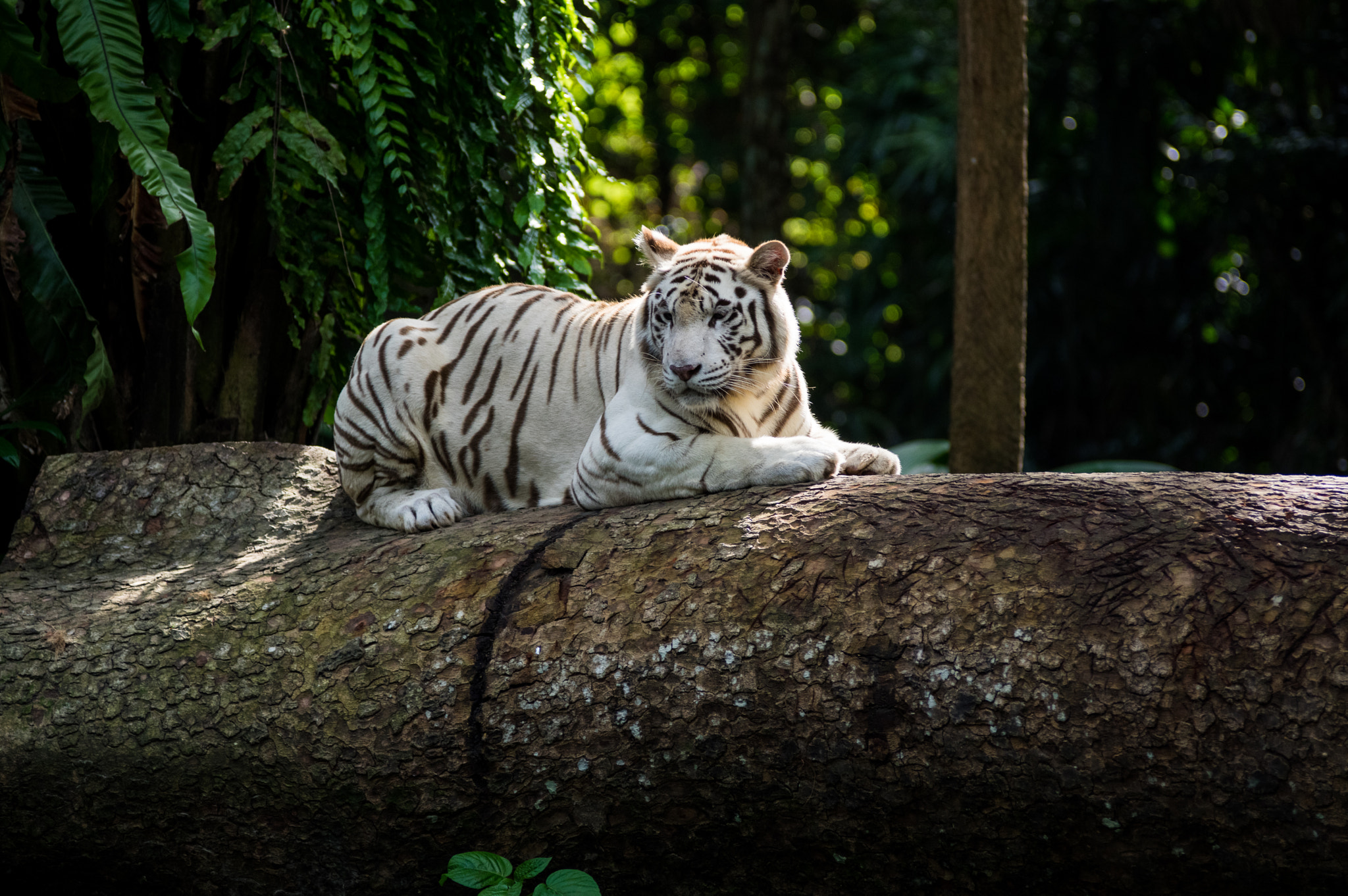 Pentax K-3 II sample photo. White tiger photography