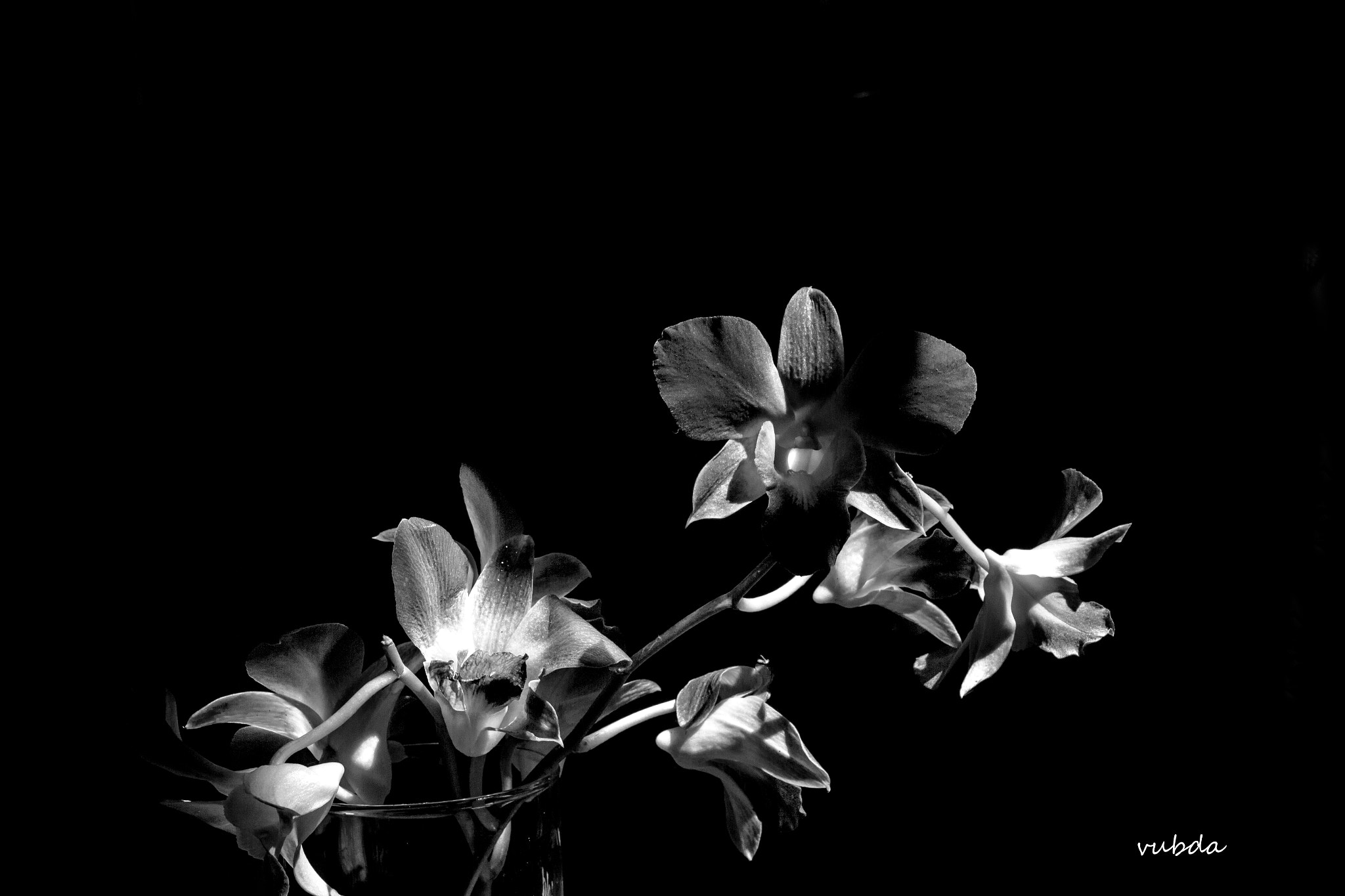 Canon EOS 700D (EOS Rebel T5i / EOS Kiss X7i) + Sigma 35mm F1.4 DG HSM Art sample photo. Orchid in black and white photography