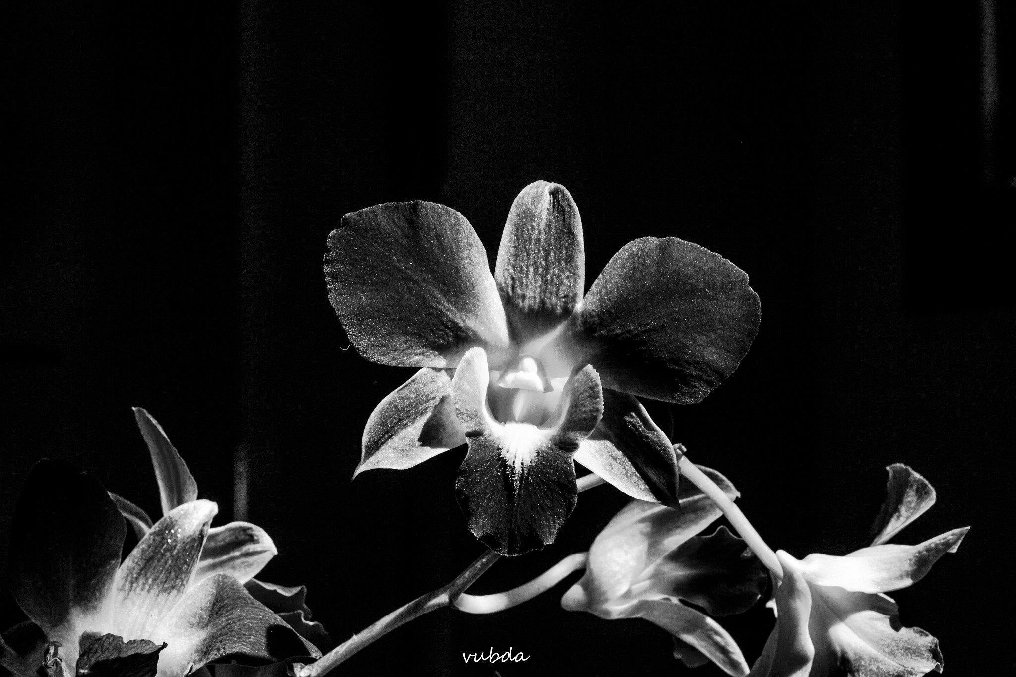 Canon EOS 700D (EOS Rebel T5i / EOS Kiss X7i) + Sigma 35mm F1.4 DG HSM Art sample photo. Orchid in black and white photography