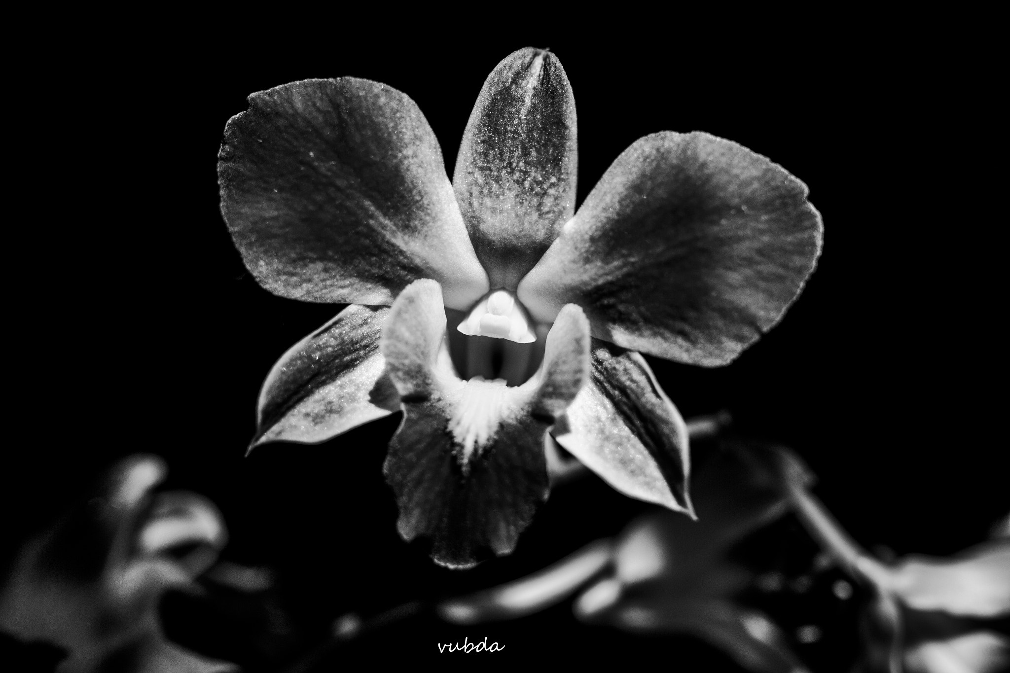 Canon EOS 700D (EOS Rebel T5i / EOS Kiss X7i) + Sigma 35mm F1.4 DG HSM Art sample photo. Orchid in black and white photography