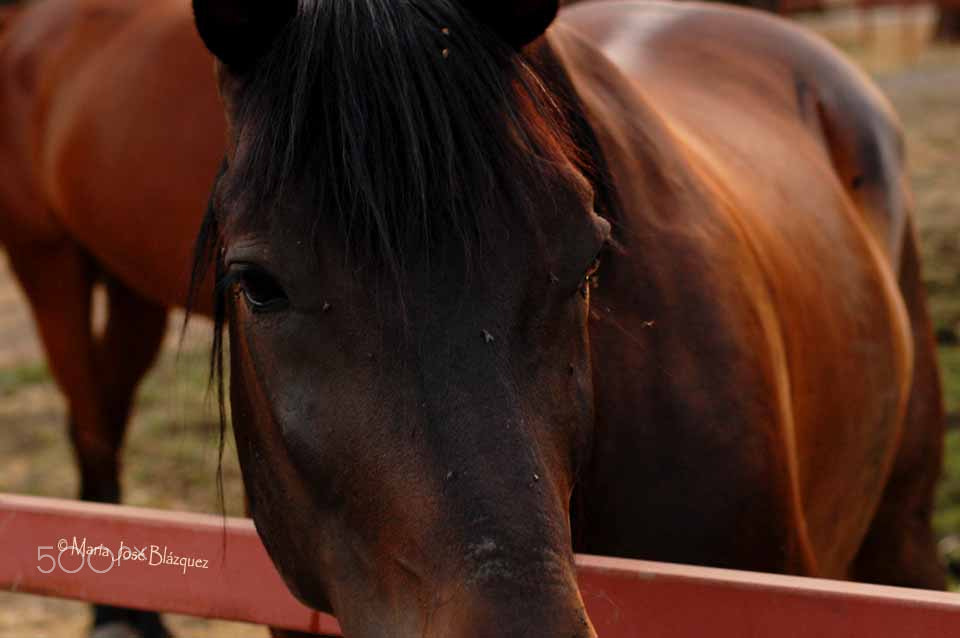 Nikon D40 sample photo. Expresiones photography