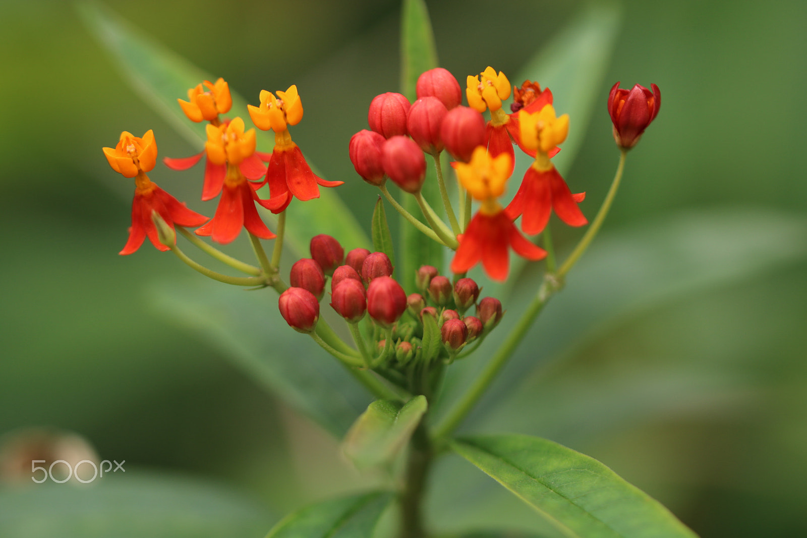 Canon EF 100mm F2.8L Macro IS USM sample photo. Red and yellow, mesmerizing photography