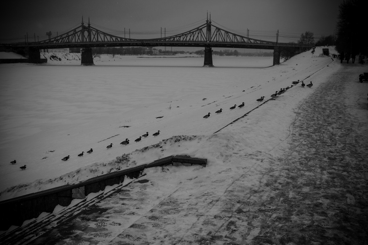 Canon EOS 60D sample photo. Ducks through a river photography