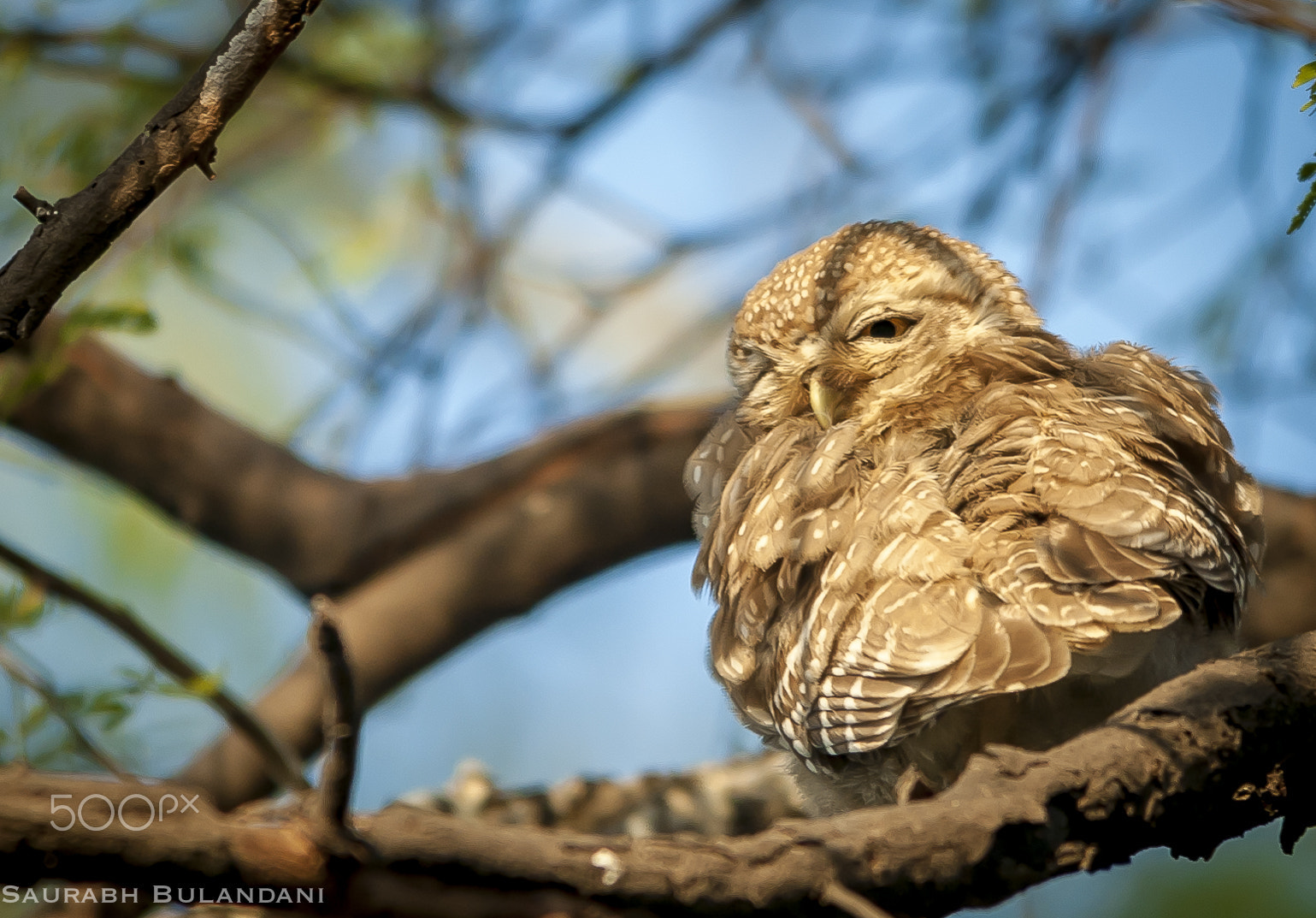 Sigma 150-500mm F5-6.3 DG OS HSM sample photo. Owl ..;) photography