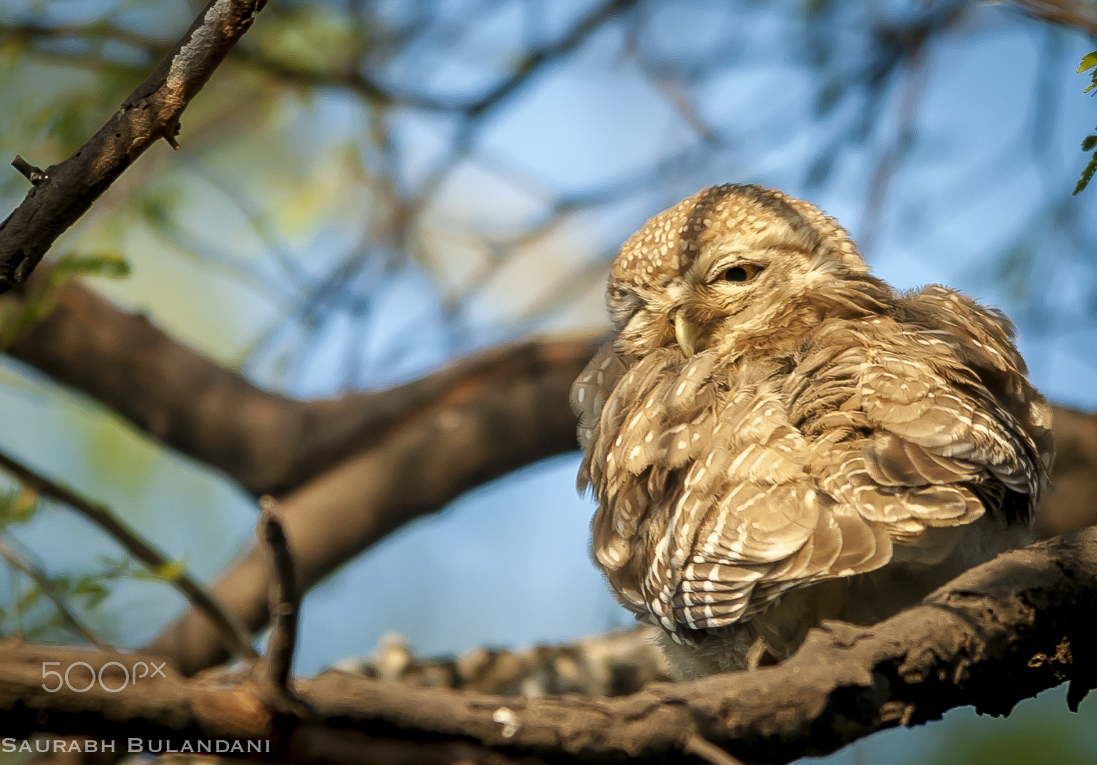 Nikon D700 + Sigma 150-500mm F5-6.3 DG OS HSM sample photo. Owl ..;) photography