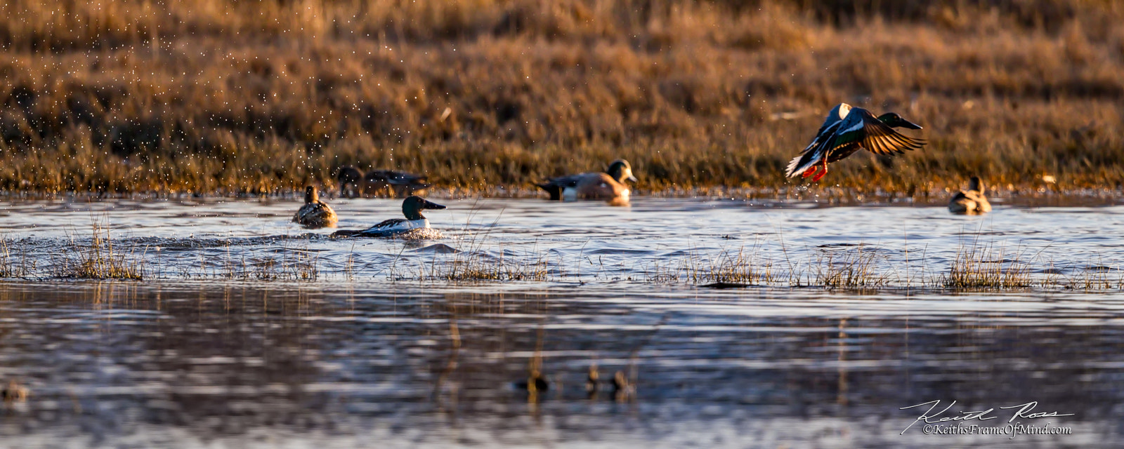 Canon EF 600mm F4L IS II USM sample photo. Northern shoveler photography