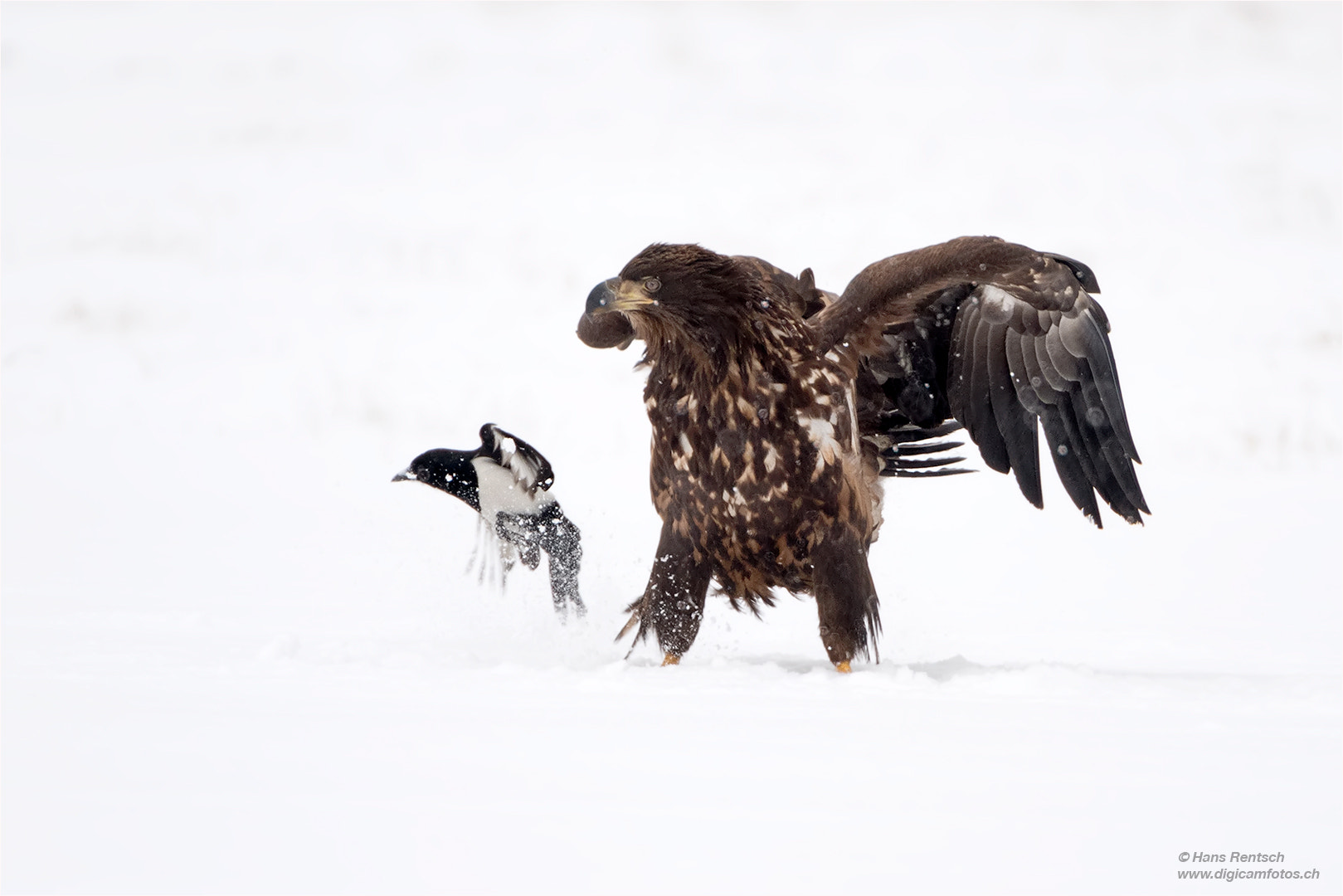 Nikon D5 sample photo. Seeadler mit elster photography