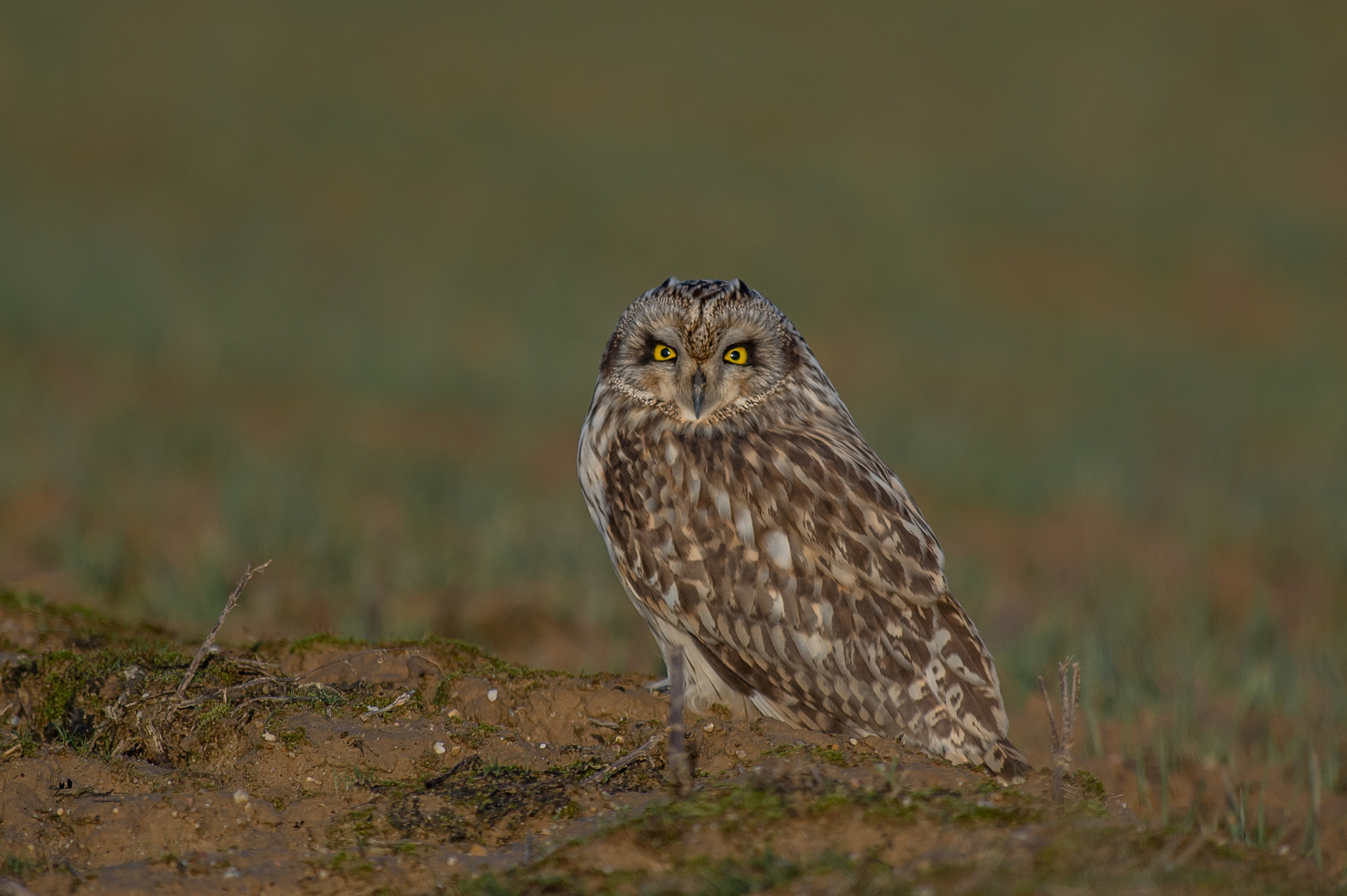Nikon AF-S Nikkor 300mm F2.8G ED VR II sample photo. Wild beauty photography