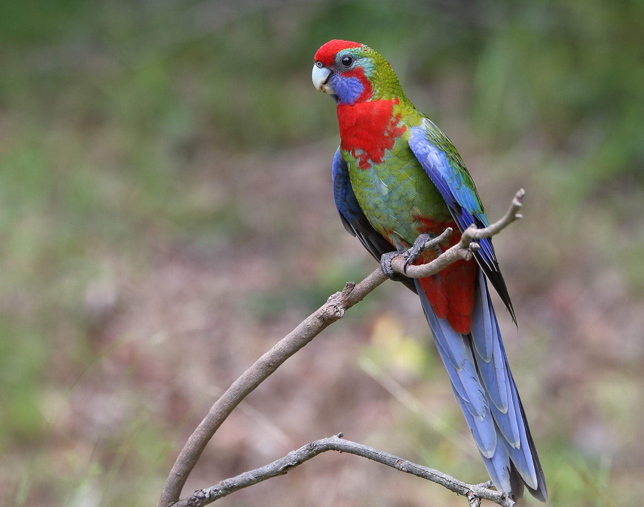 Canon EF 70-300mm F4-5.6L IS USM sample photo. Colourful kid photography