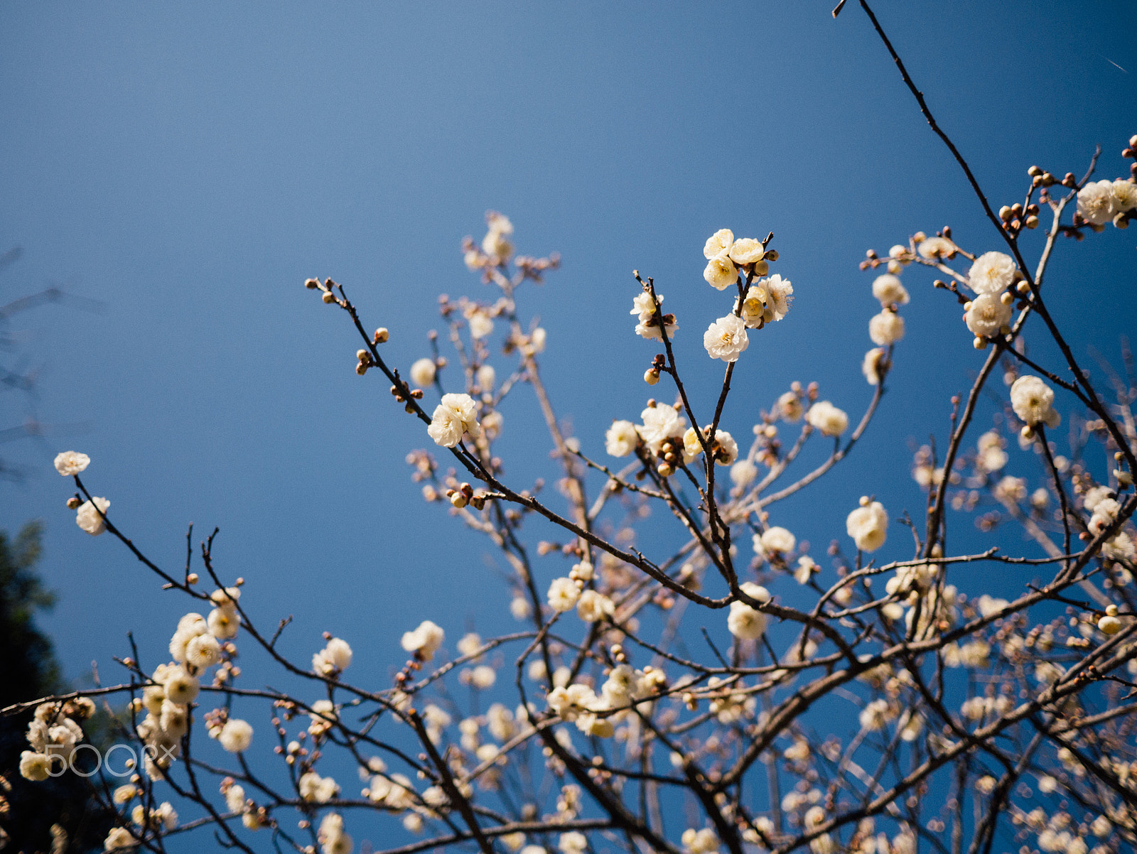 Panasonic Lumix DMC-GX7 + LUMIX G 20/F1.7 II sample photo. はるのひ photography