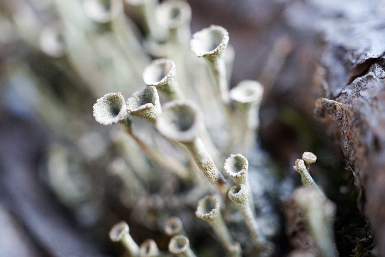 Sony Alpha QX1 + Sony E 30mm F3.5 Macro sample photo. Little flutes photography