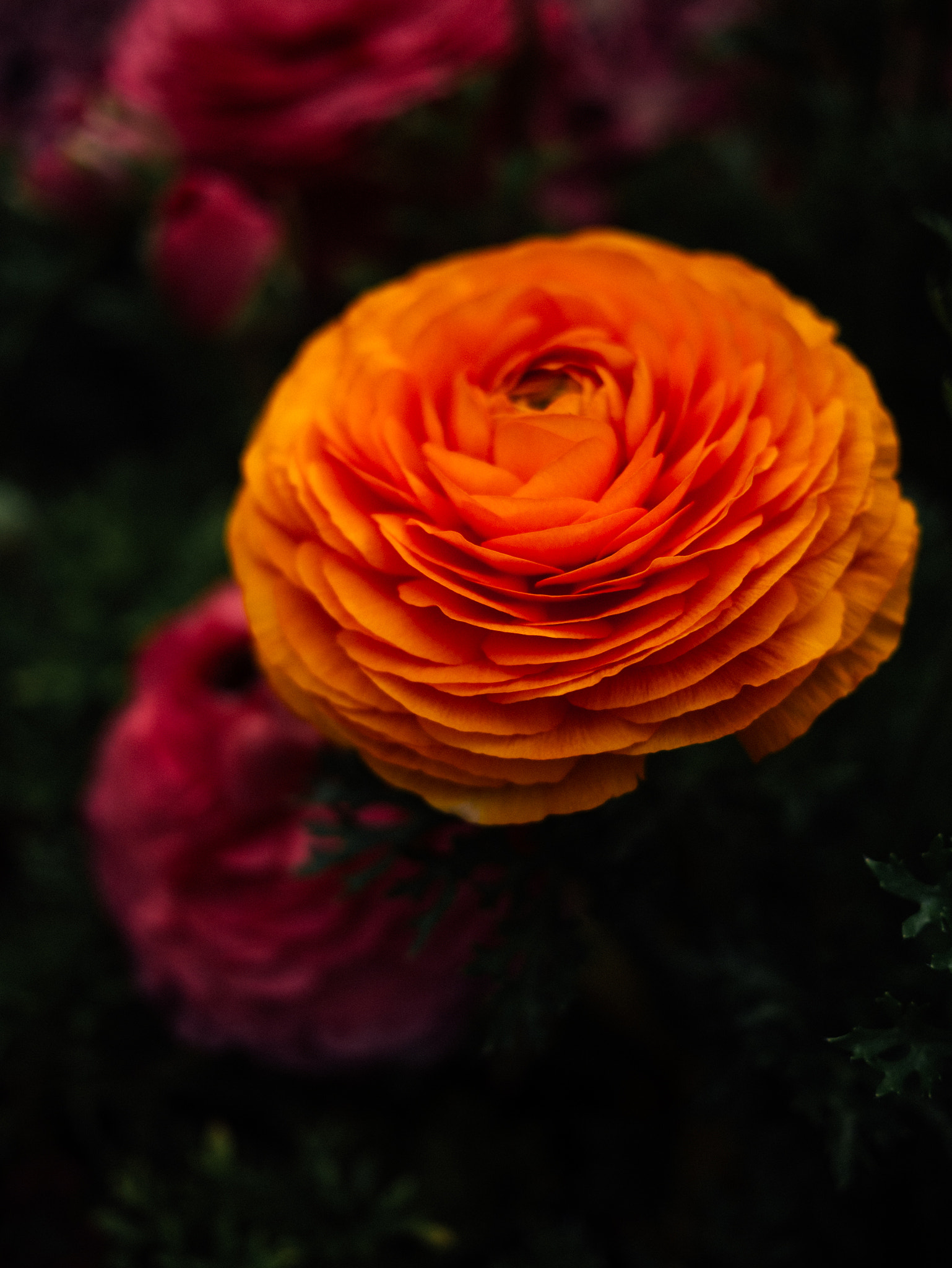 LUMIX G 20/F1.7 II sample photo. からふる - colorful photography